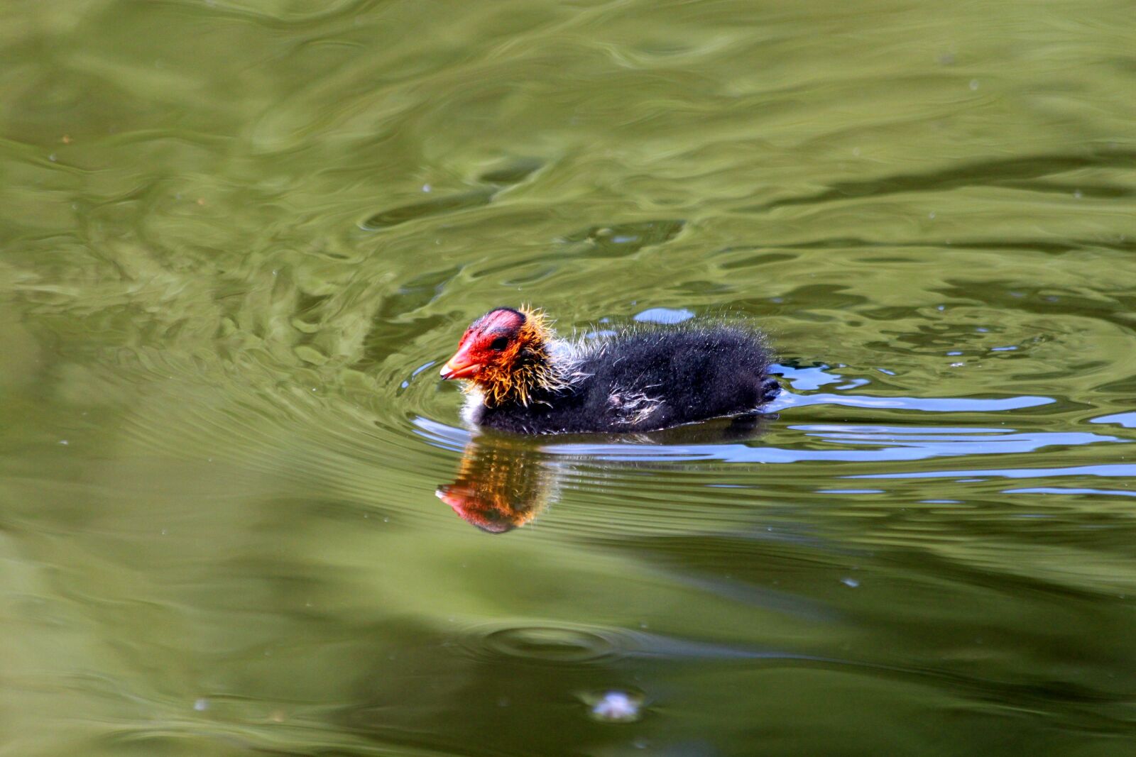 Canon EOS 650D (EOS Rebel T4i / EOS Kiss X6i) sample photo. Coot, lyska, fulica atra photography