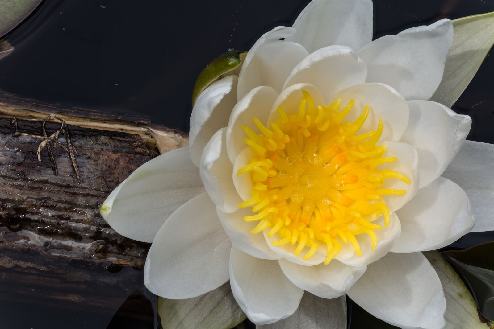 Canon EOS 6D sample photo. White water lily, rose photography