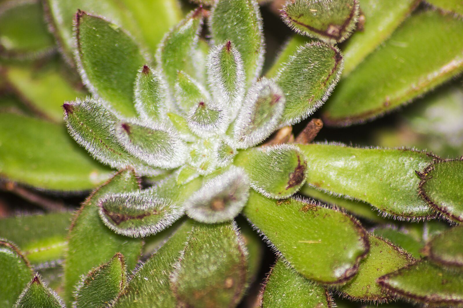 Canon EOS 550D (EOS Rebel T2i / EOS Kiss X4) sample photo. Cactus, succulents, garden photography