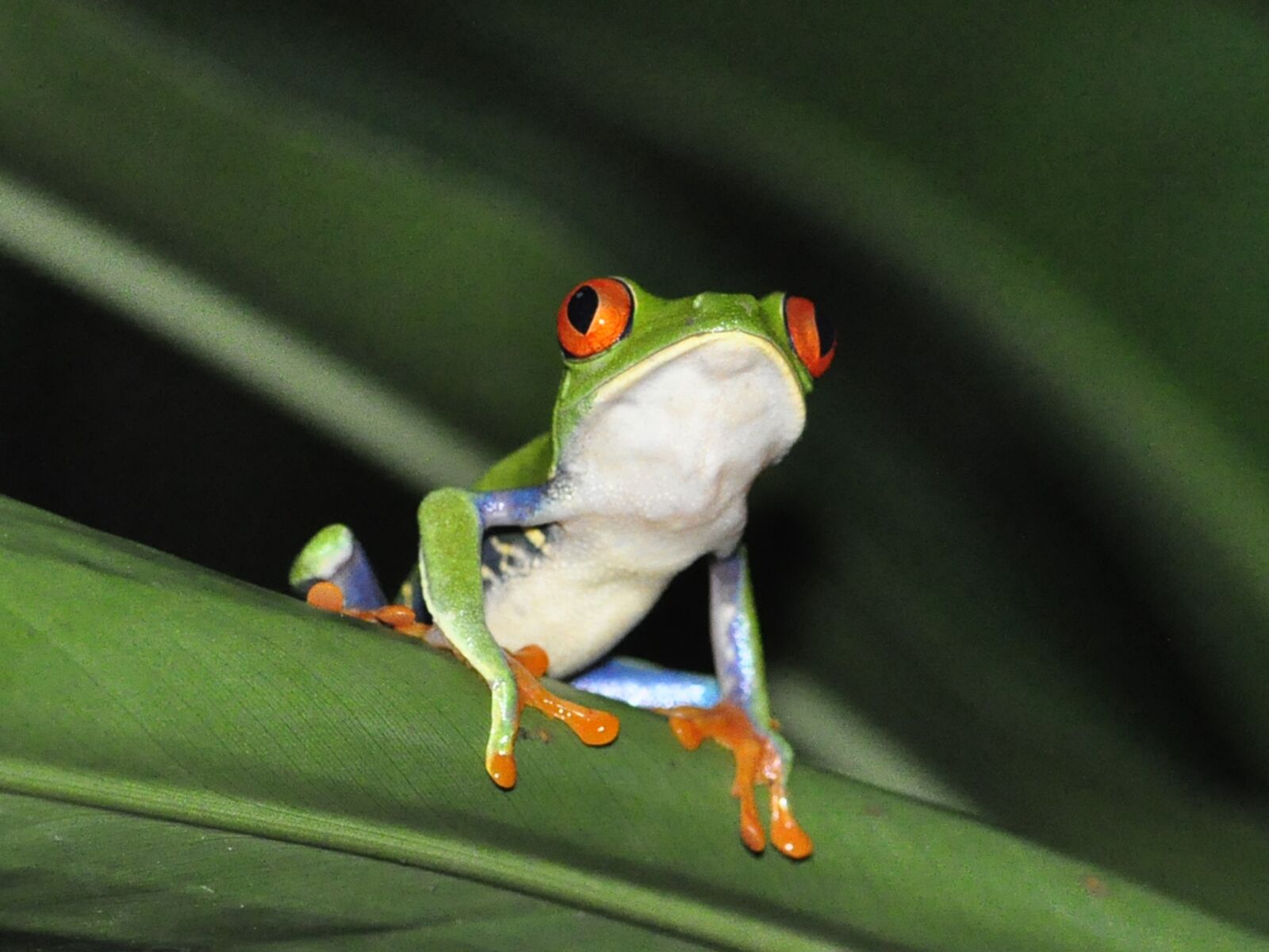 Nikon D90 sample photo. Frog, red-eyed tree frog photography