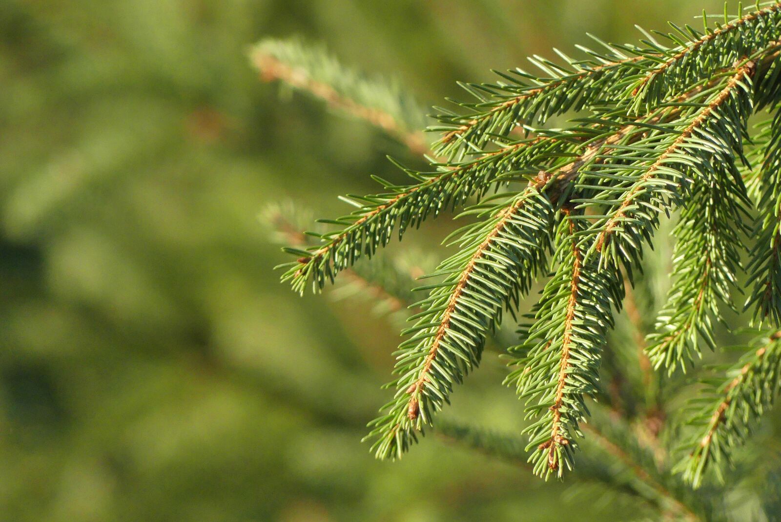 Panasonic Lumix DMC-FZ300 sample photo. Christmas tree, tree, green photography
