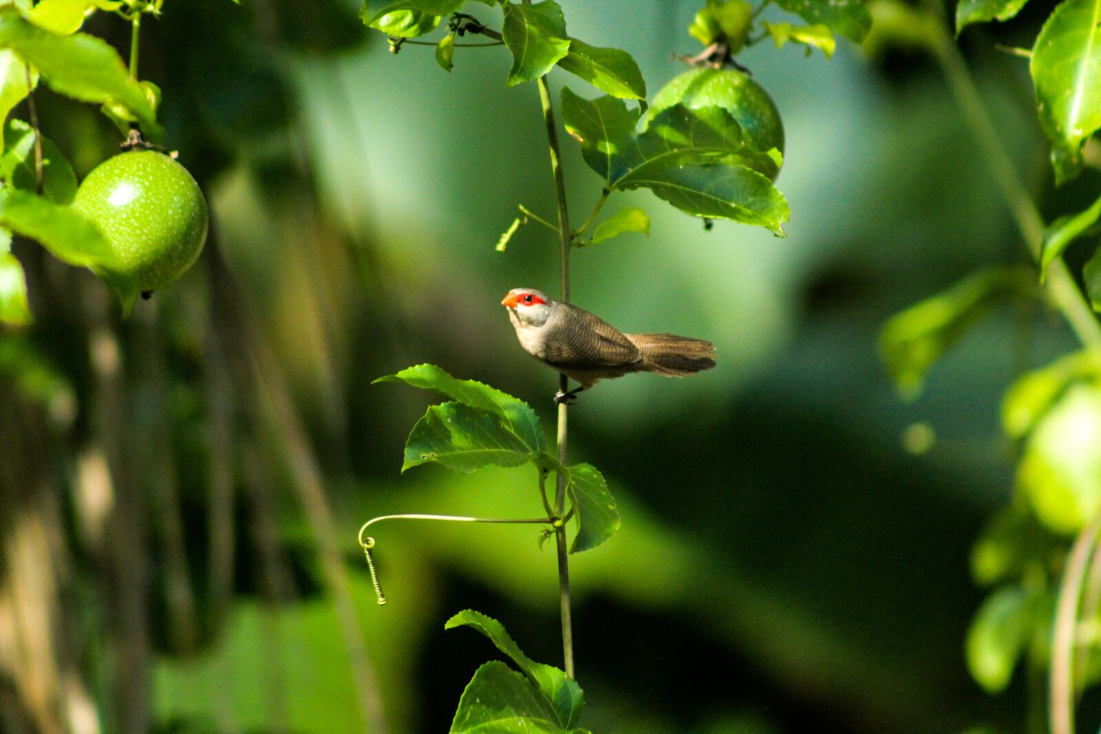 Canon EOS 600D (Rebel EOS T3i / EOS Kiss X5) sample photo. Bird, green, nature photography