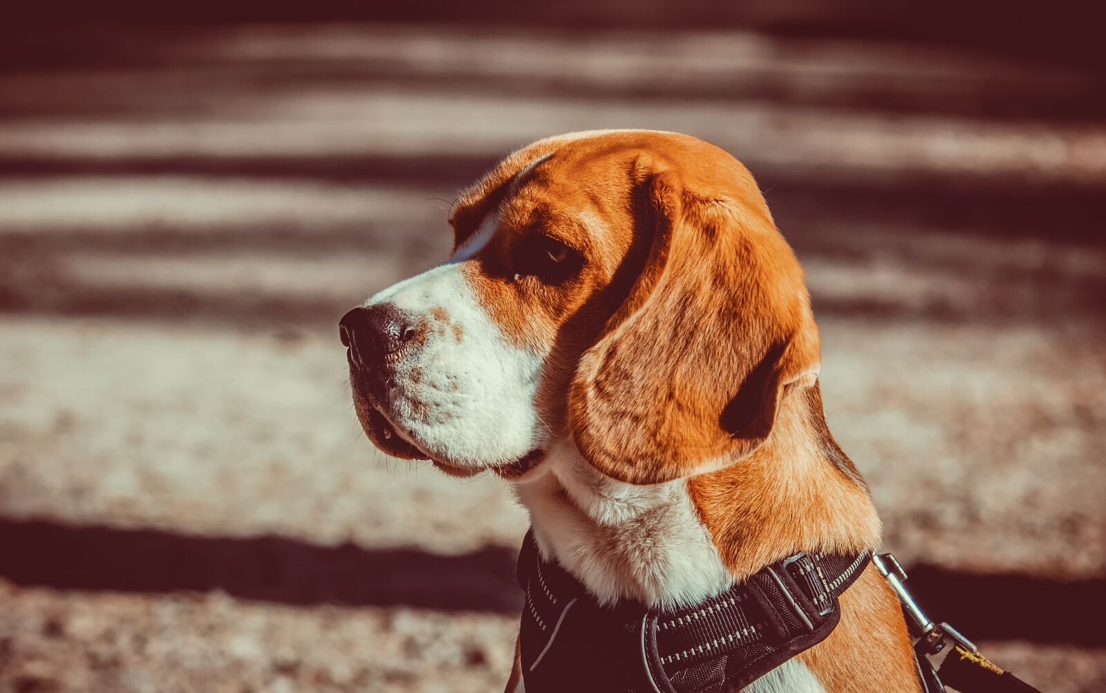 Fujifilm XF 55-200mm F3.5-4.8 R LM OIS sample photo. Dog, race, beagle photography