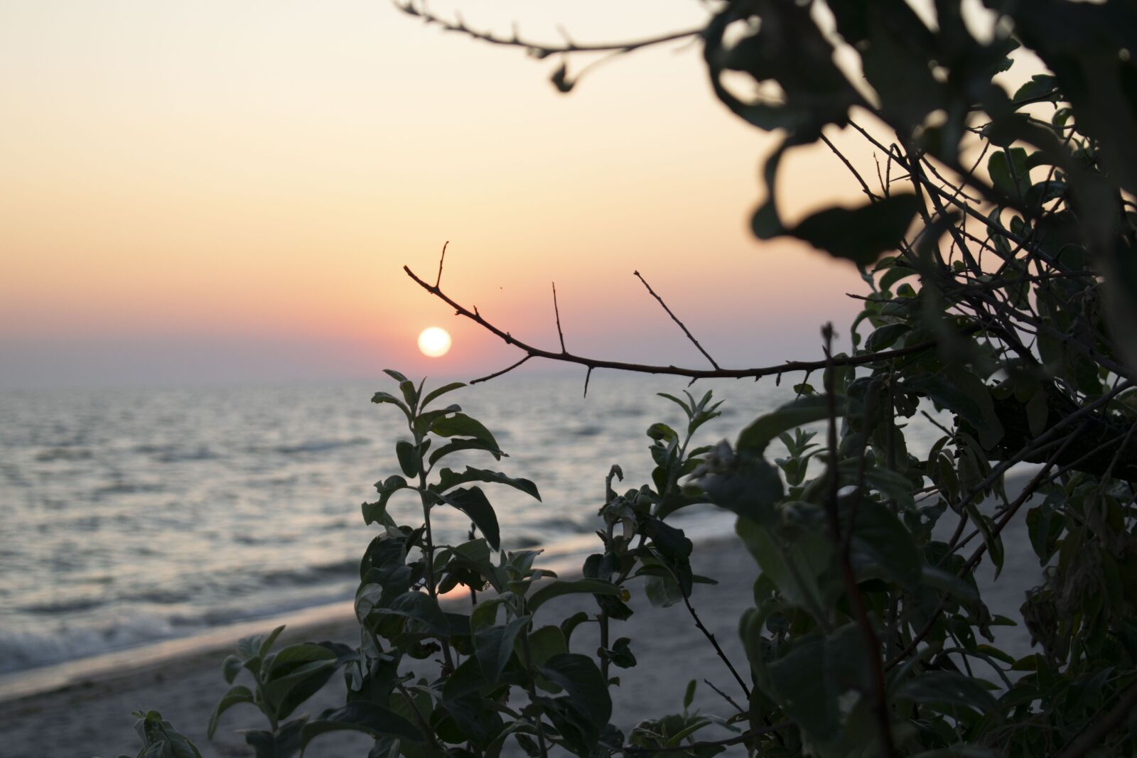 Nikon D5300 sample photo. Sanset, olive, evening photography
