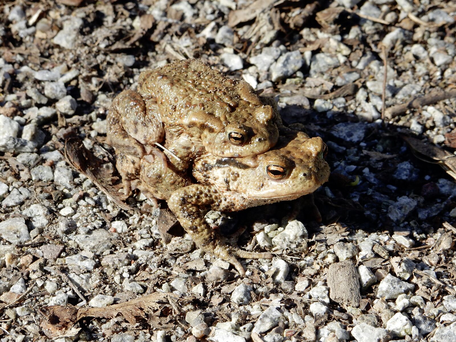 Nikon Coolpix S9700 sample photo. Common toad, hike, pairing photography