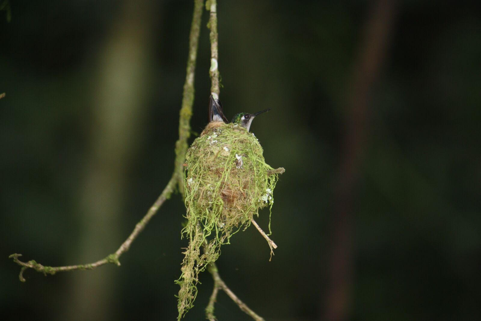 Canon EOS 450D (EOS Rebel XSi / EOS Kiss X2) sample photo. Hummingbird, nests, wildlife photography
