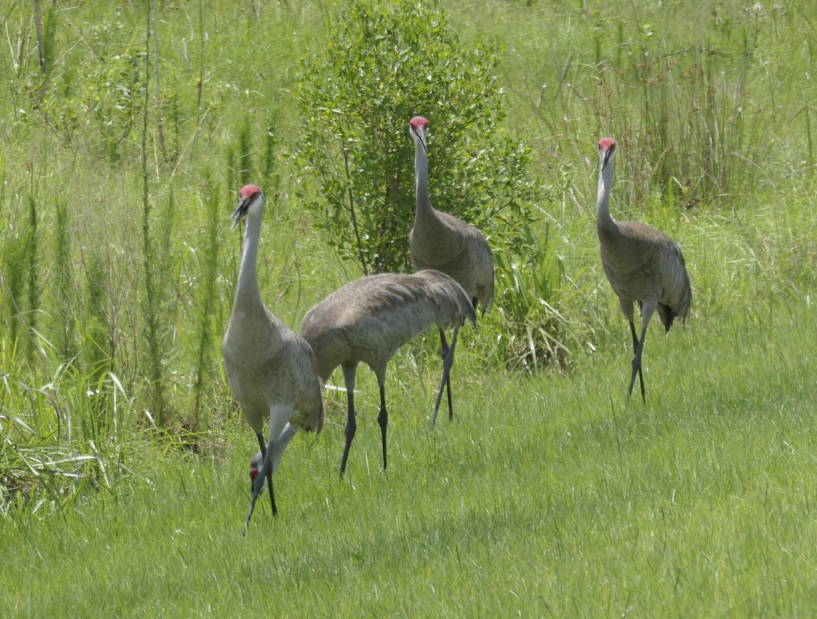 Panasonic DC-TZ200 sample photo. Heron, four, bird photography