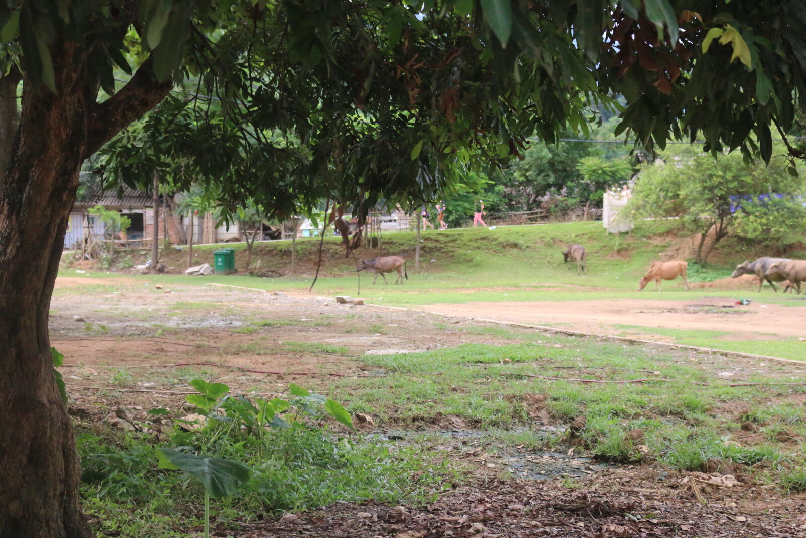 Canon EOS 70D sample photo