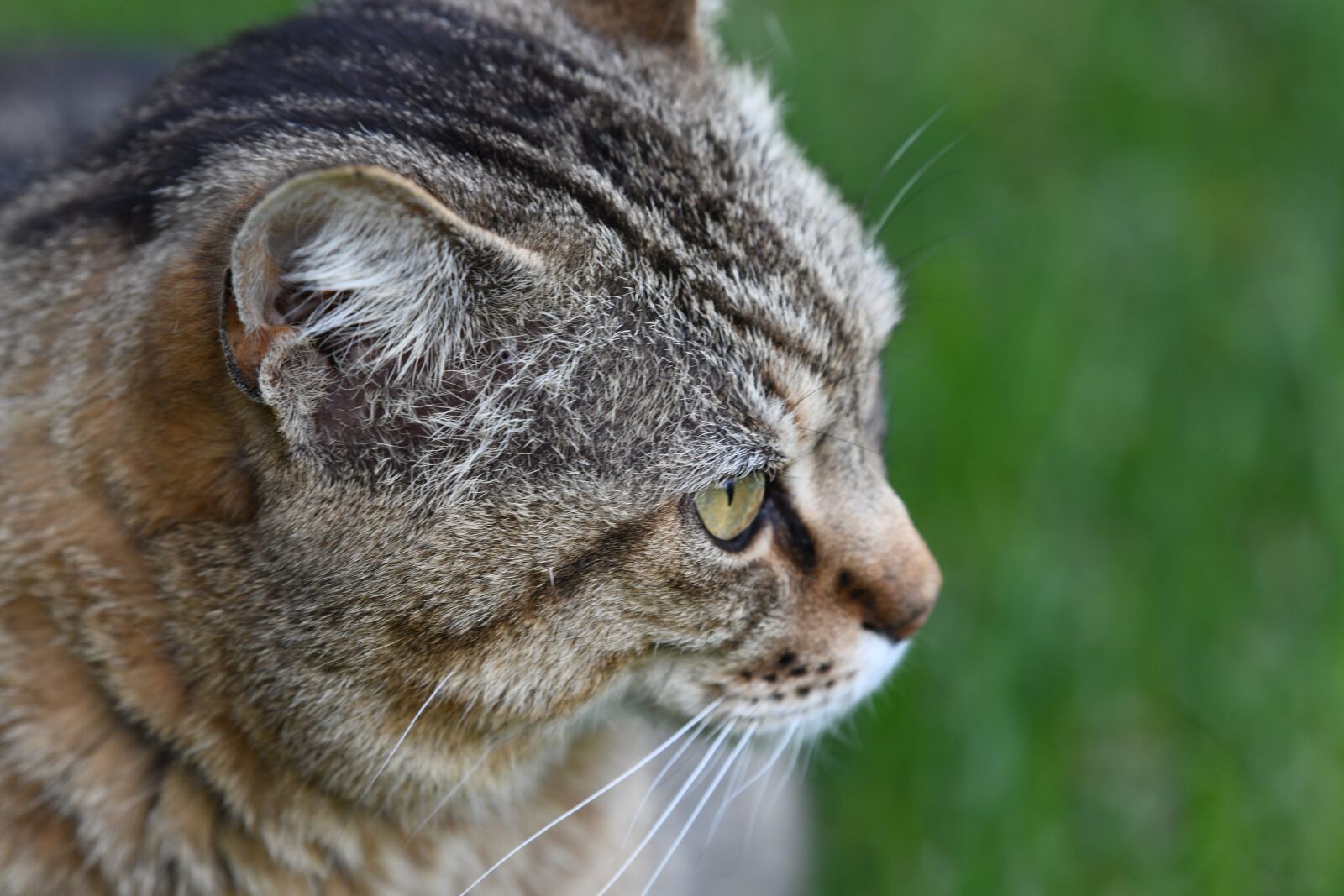 Nikon D850 sample photo. Cat, eye, angry photography