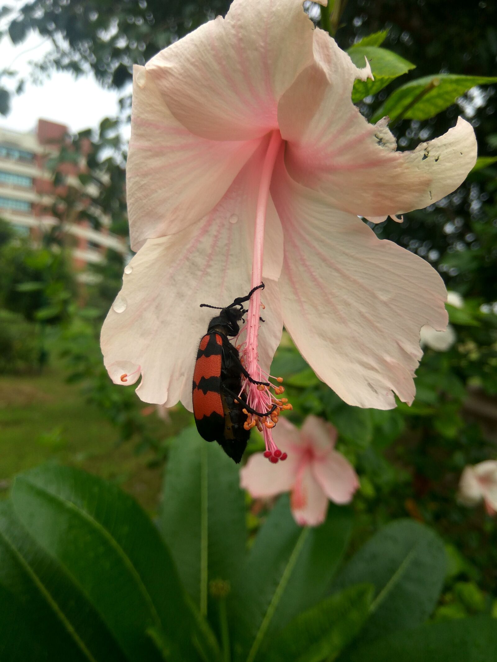 Xiaomi Redmi Note3 sample photo. Red, bug, mylabris pustulata photography