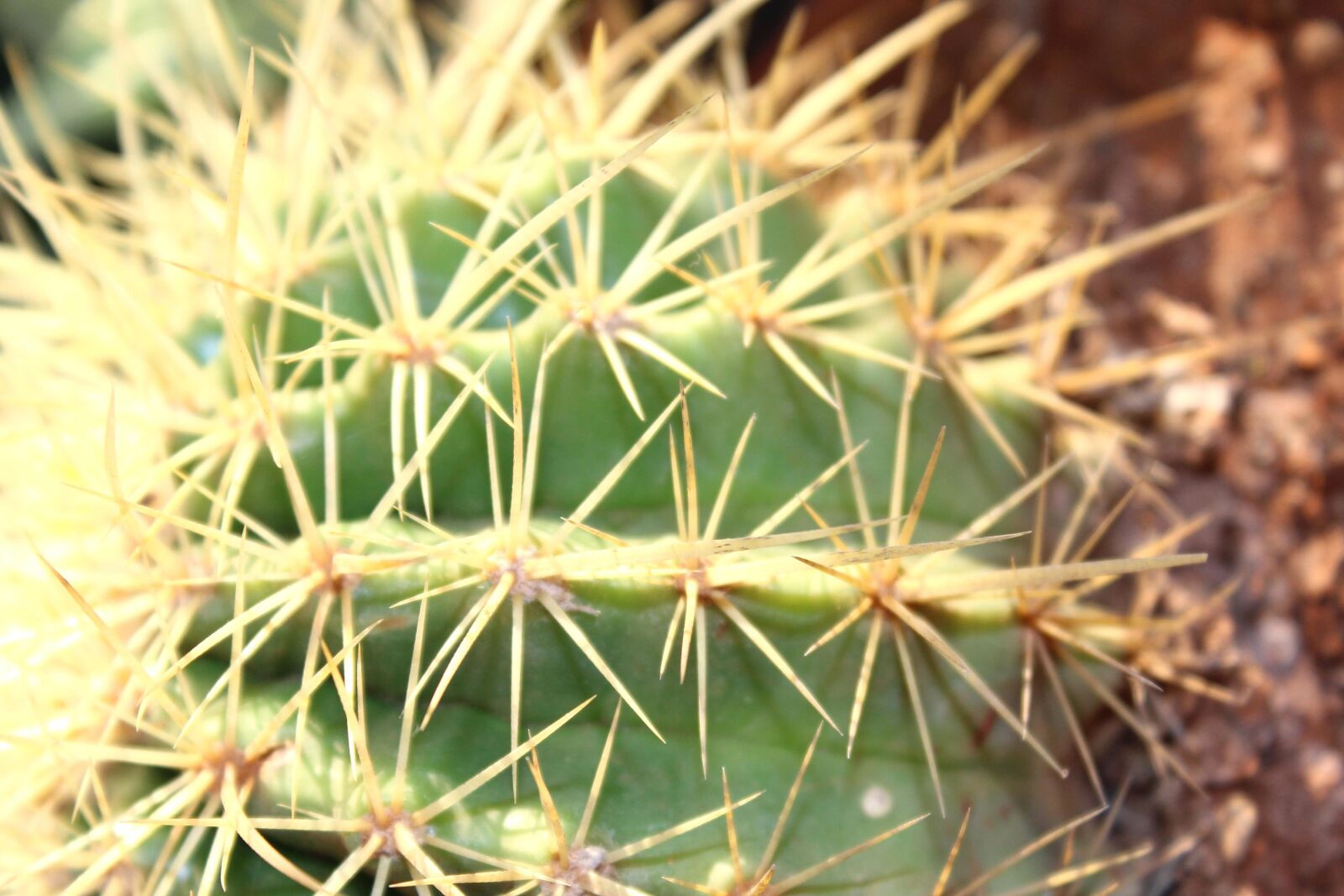 Canon EOS 600D (Rebel EOS T3i / EOS Kiss X5) sample photo. Thorn, plant, cactus, macro photography