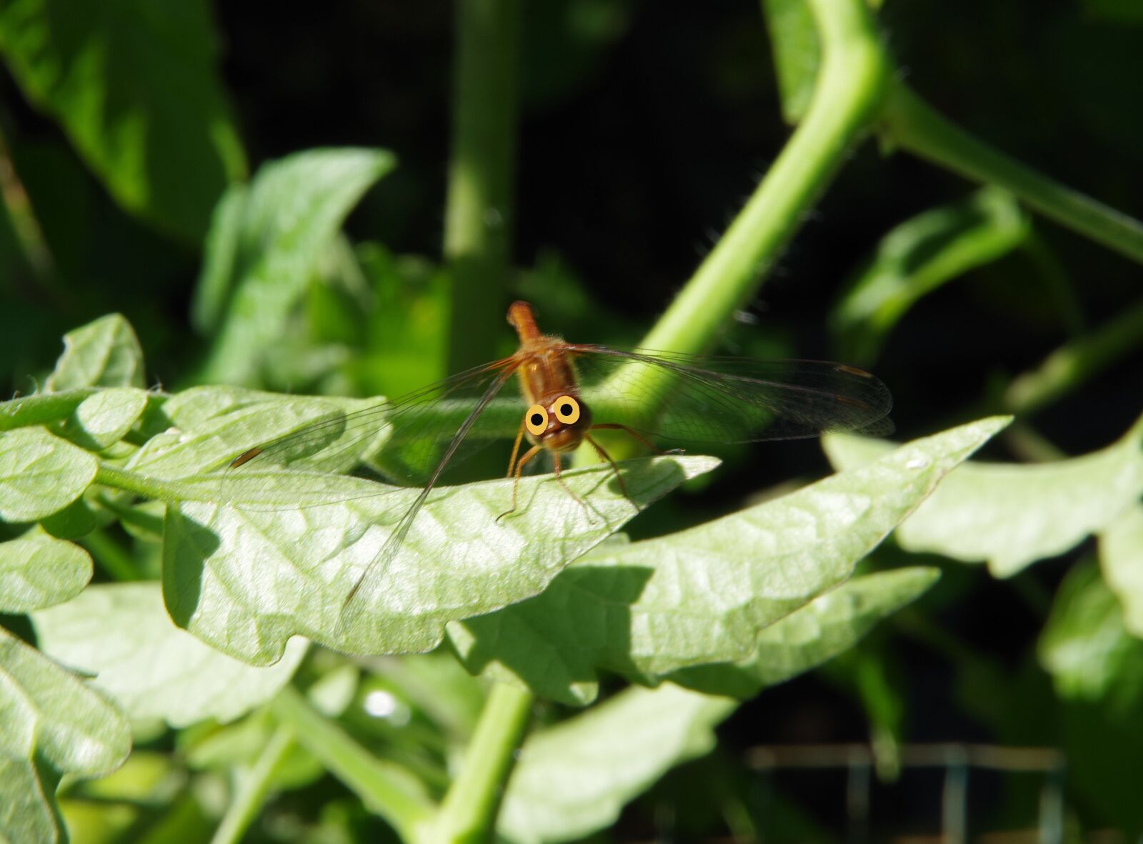 Pentax K-70 sample photo. Dragon fly, garden, googly photography
