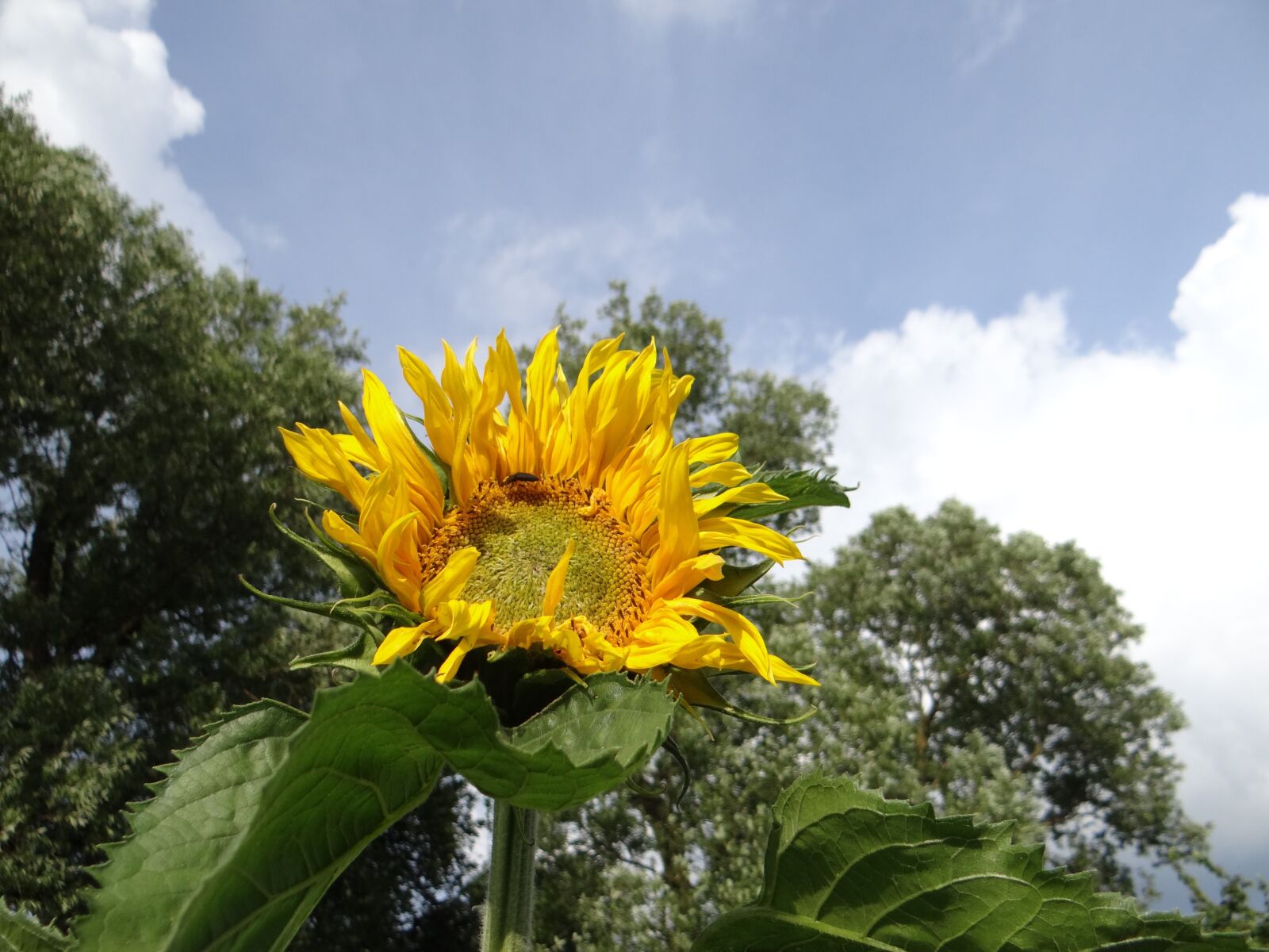 Sony DSC-HX200V sample photo. Sunflower, plant, field photography