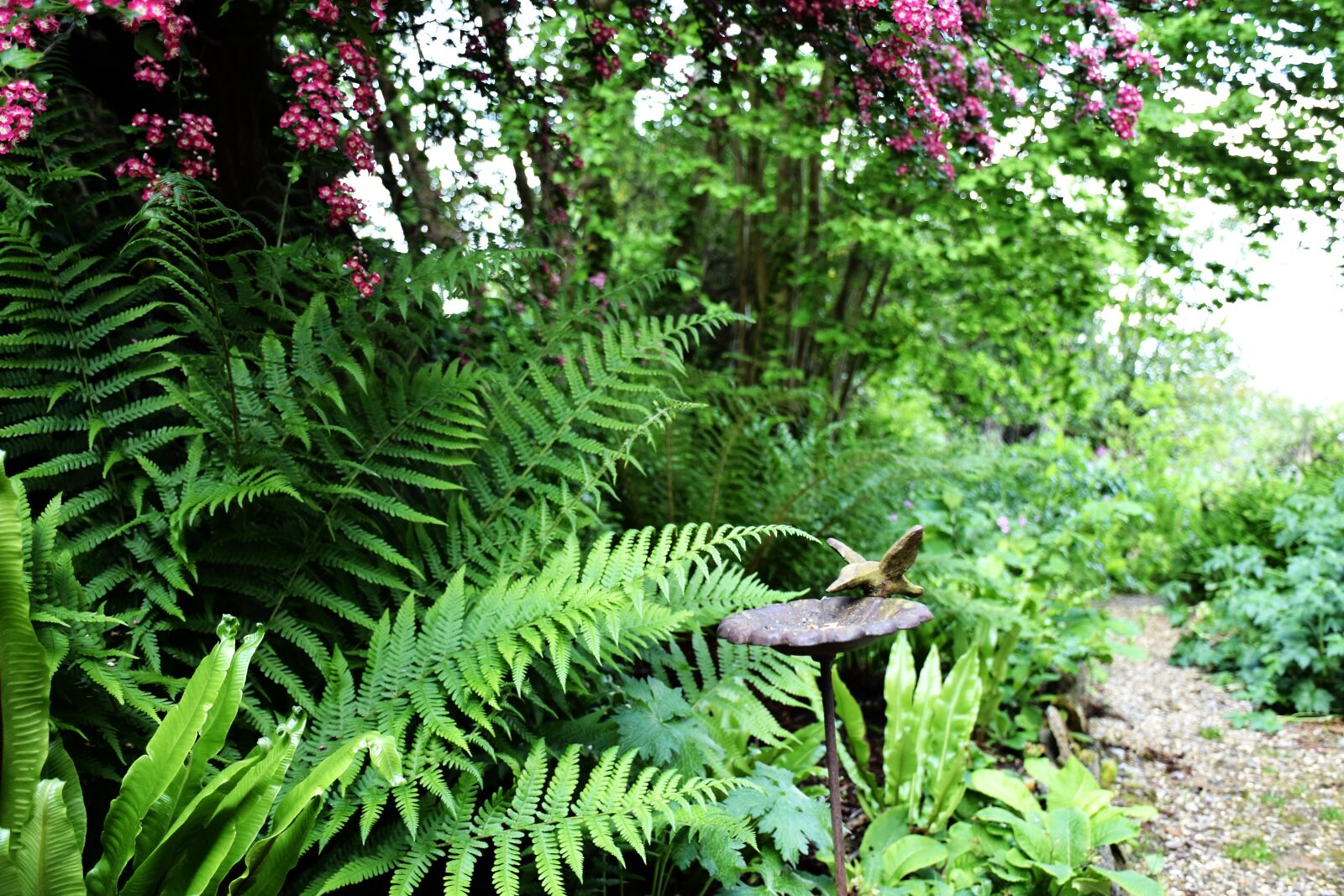 Nikon D7200 sample photo. Fern, hawthorn, garden photography