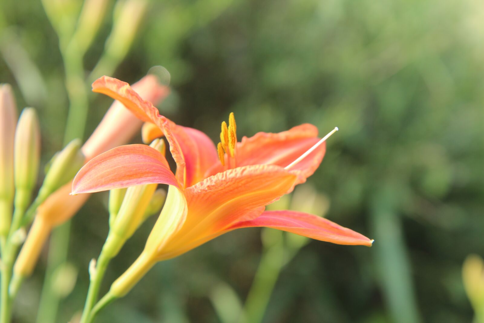 Canon EOS 600D (Rebel EOS T3i / EOS Kiss X5) sample photo. Lys, oriental lily, orange photography