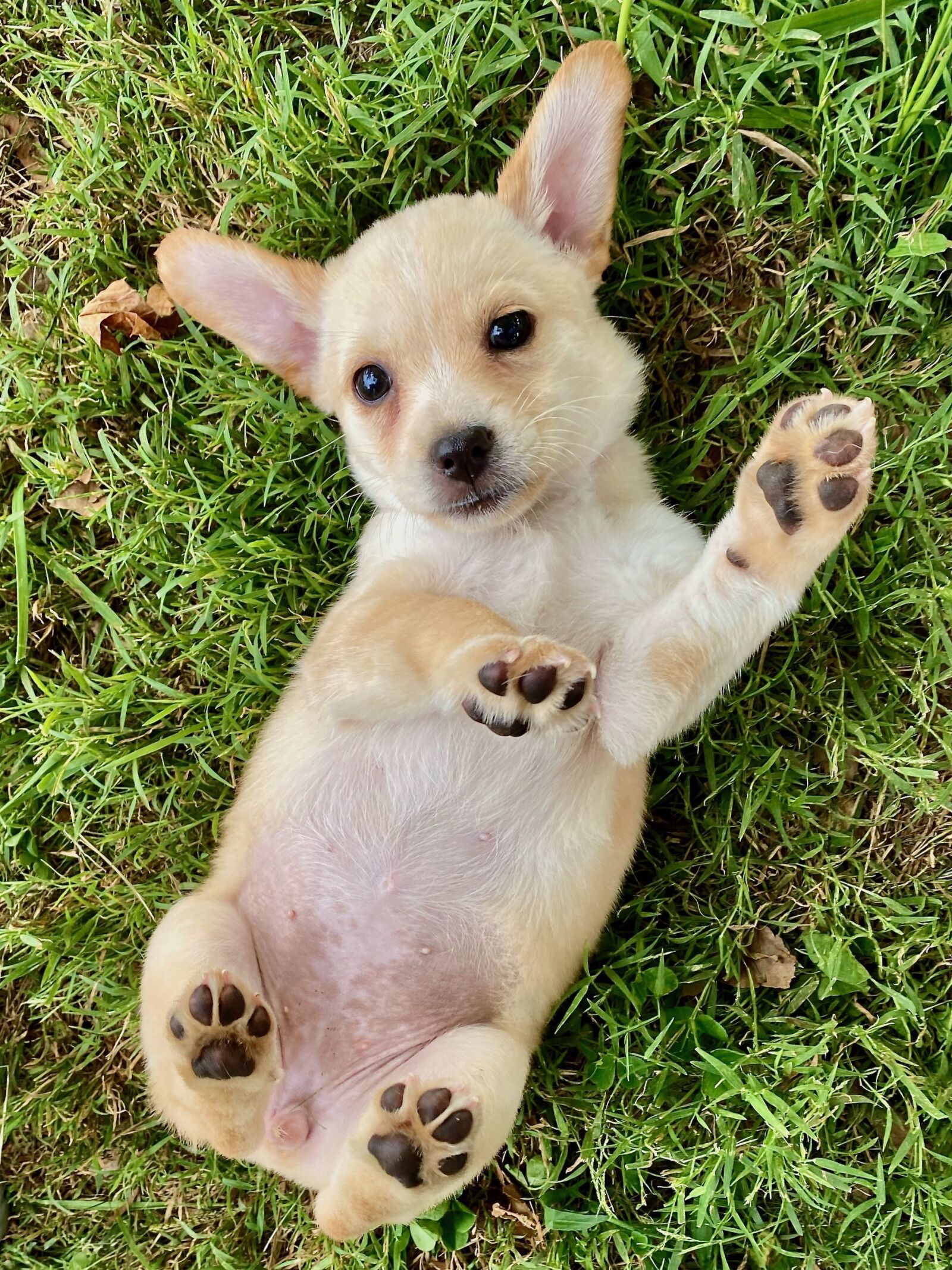 iPhone 11 Pro back triple camera 4.25mm f/1.8 sample photo. Puppy, belly, pet photography