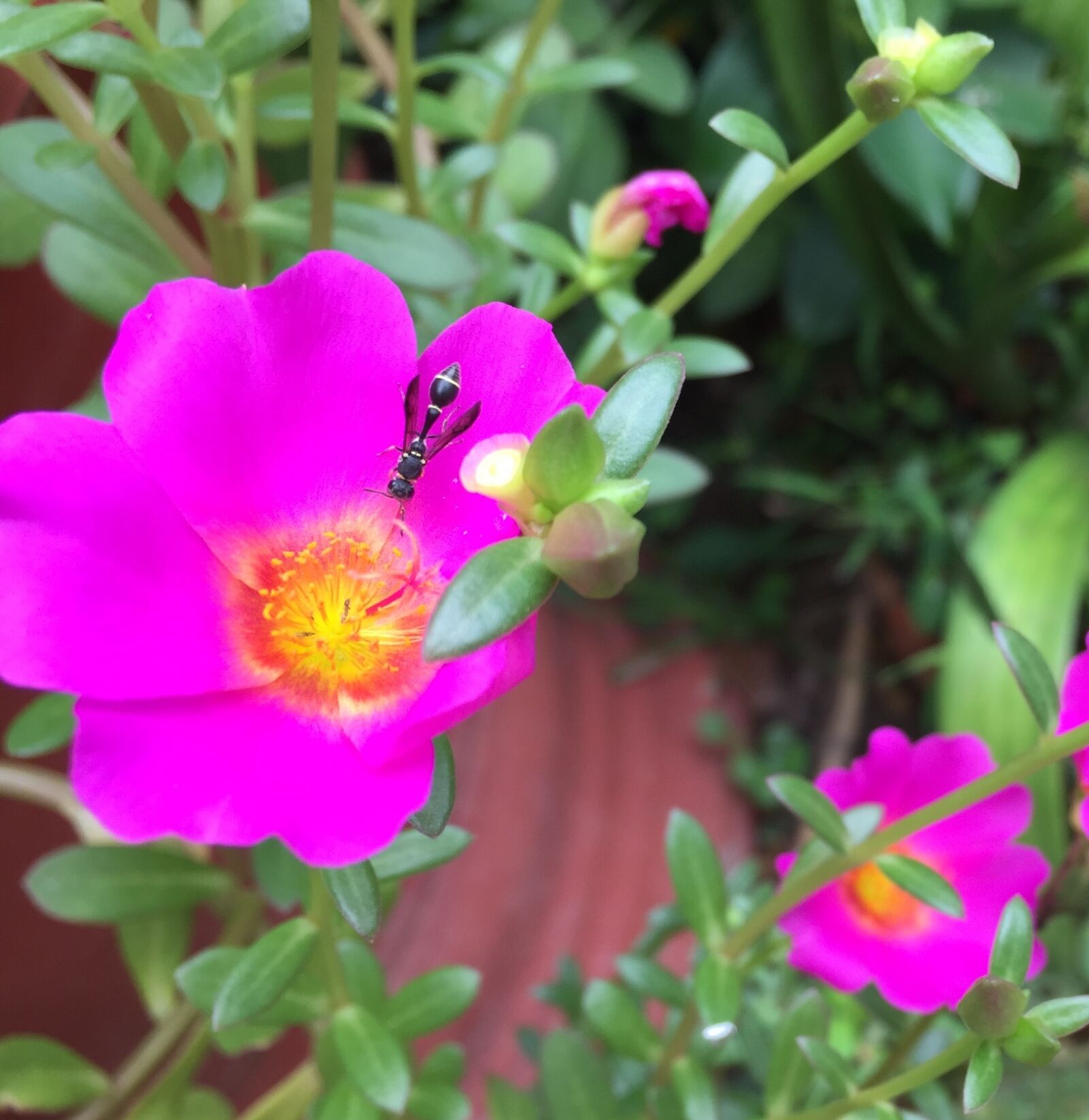 Apple iPhone 6 sample photo. Ten, hours, blooming photography