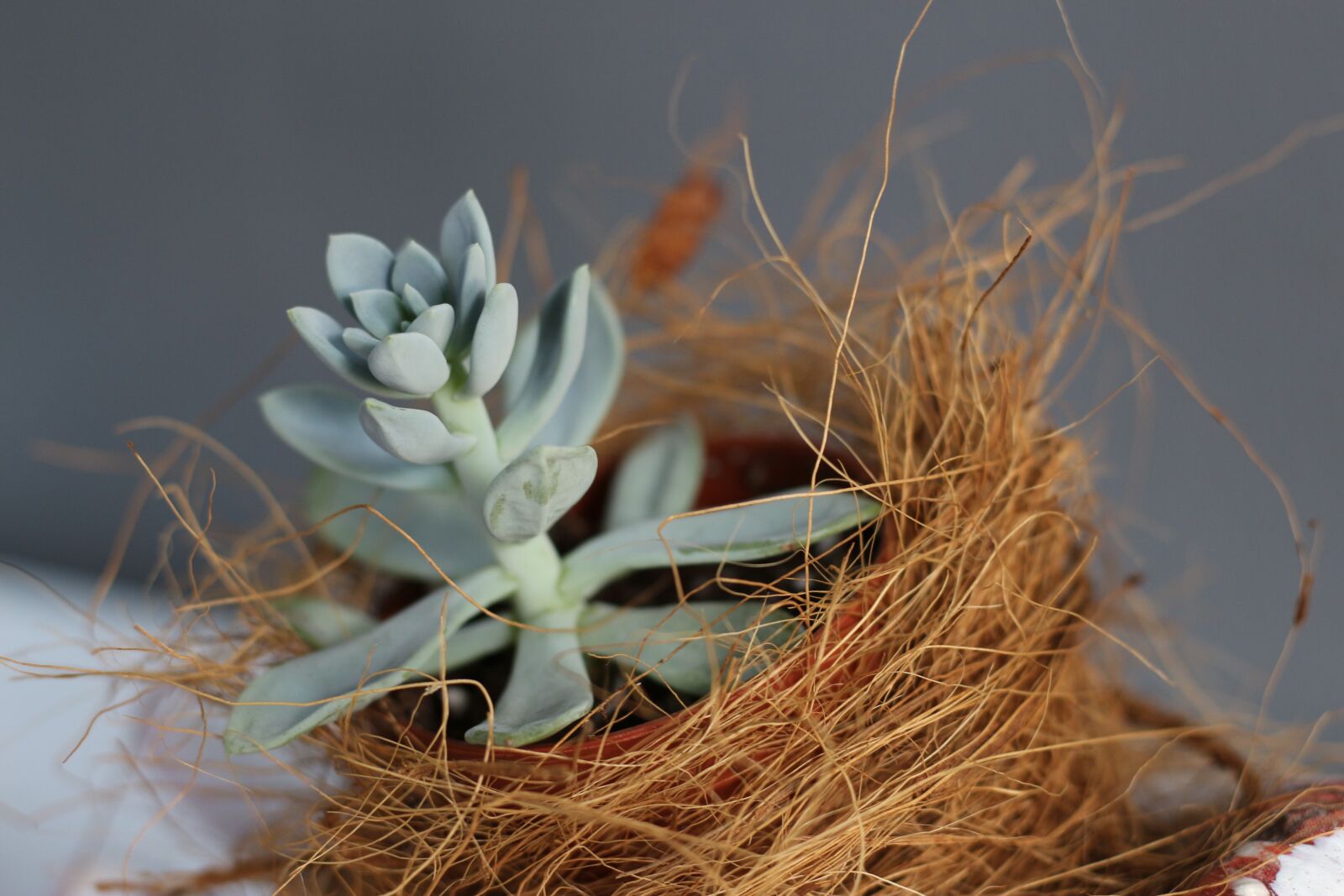 Canon EOS 700D (EOS Rebel T5i / EOS Kiss X7i) + Canon EF 50mm F1.8 STM sample photo. Nature, flora, desktop photography