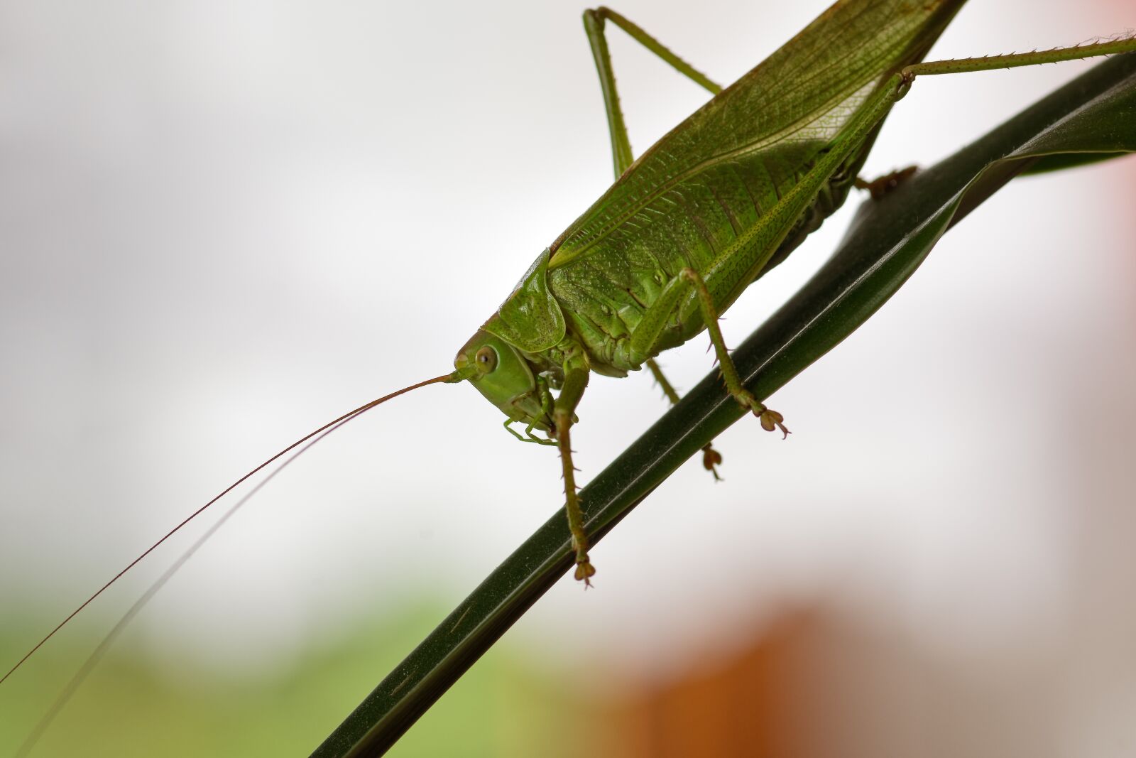 Nikon D7200 sample photo. Viridissima, grasshopper, insect photography