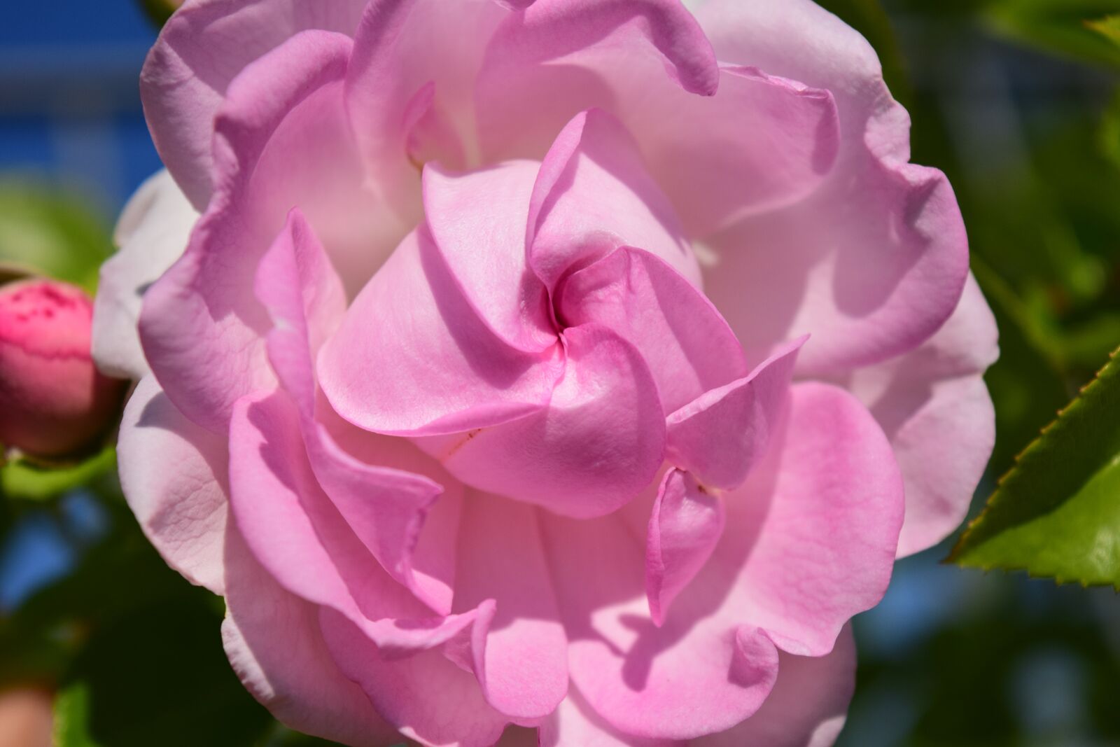 Nikon D3300 sample photo. Pink, rose, pink rose photography