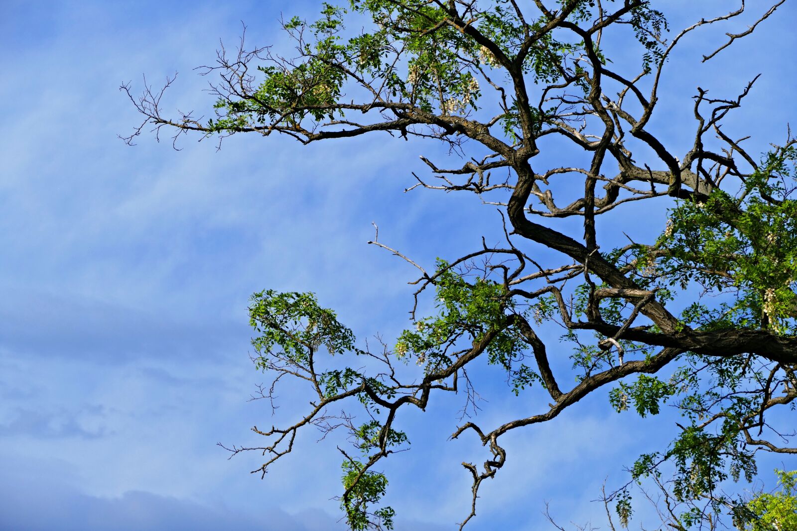 Panasonic Lumix DMC-FZ1000 sample photo. A branch, tree, acacia photography