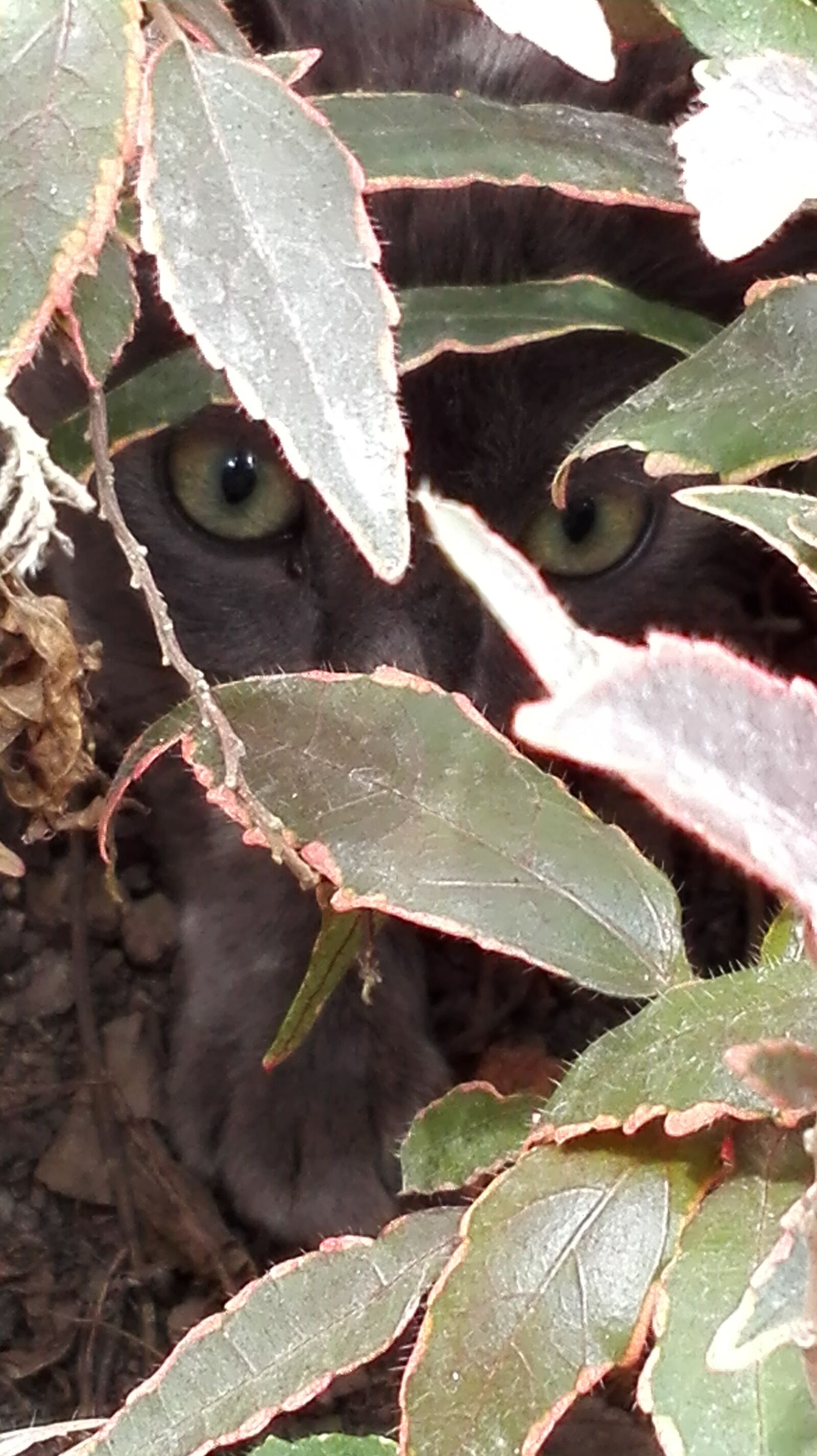 HUAWEI P8 Lite sample photo. Big, eyes, cat, cat photography