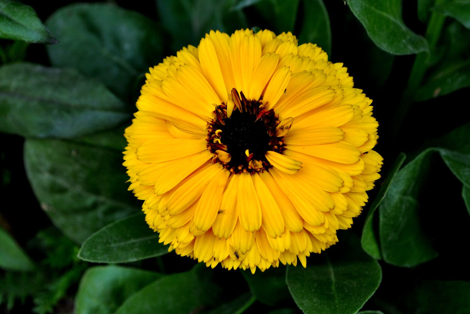 Nikon D3000 sample photo. Flowers, yellow, flowers photography