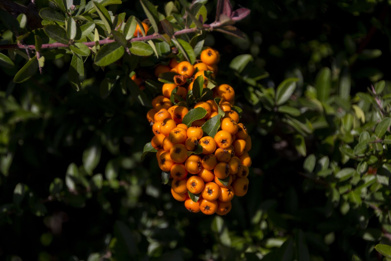 Canon EOS 60D sample photo. Hungary, plant, nature photography