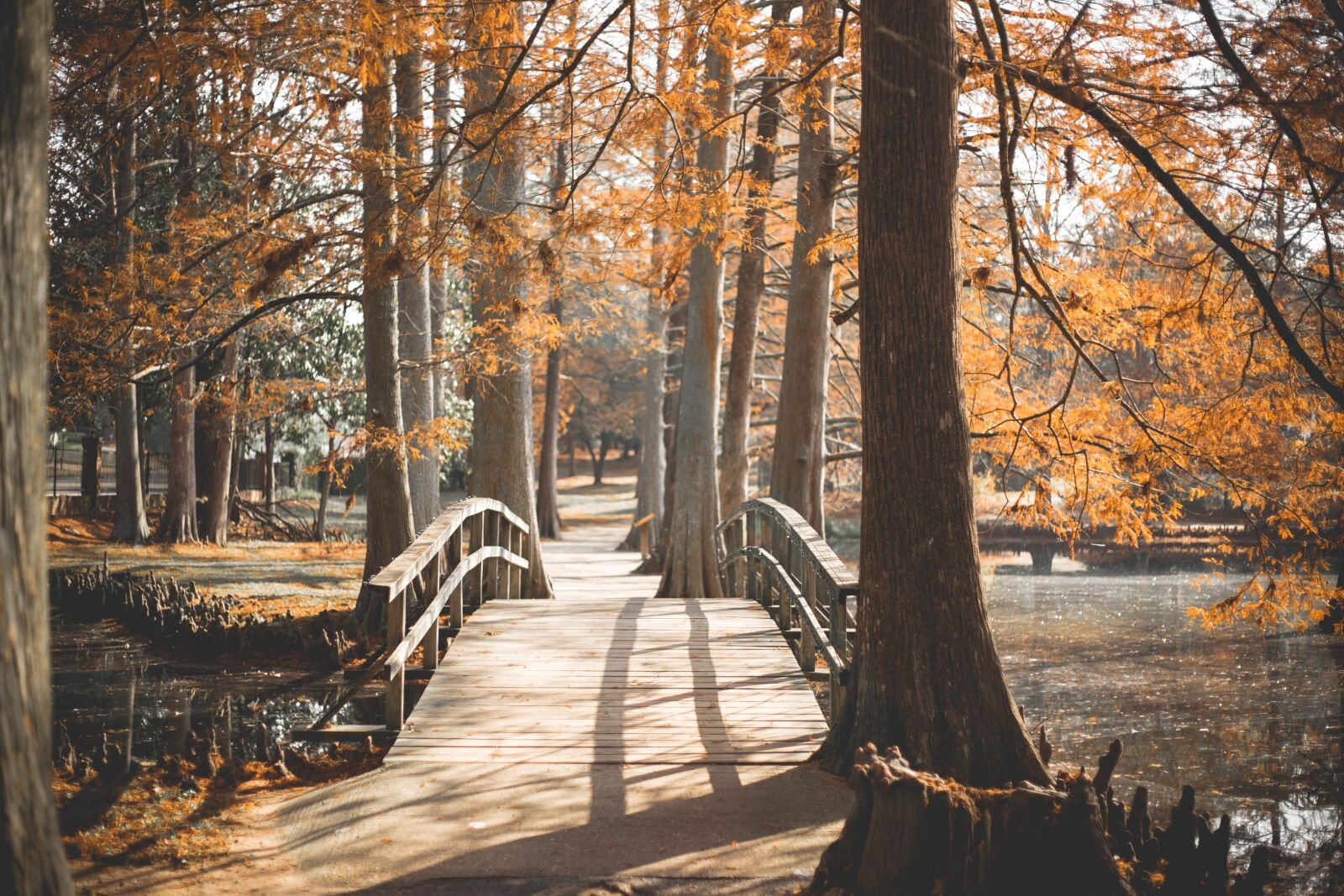 Canon EOS 6D + Canon EF 50mm F1.8 STM sample photo. Bridge, park, outside photography