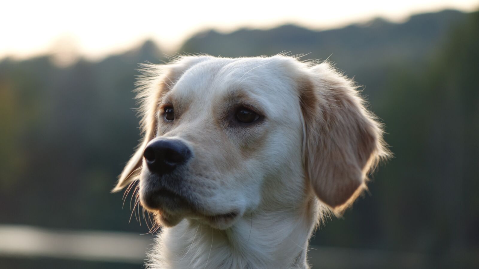 Sony Cyber-shot DSC-RX10 sample photo. Dog, golden retriever, animal photography