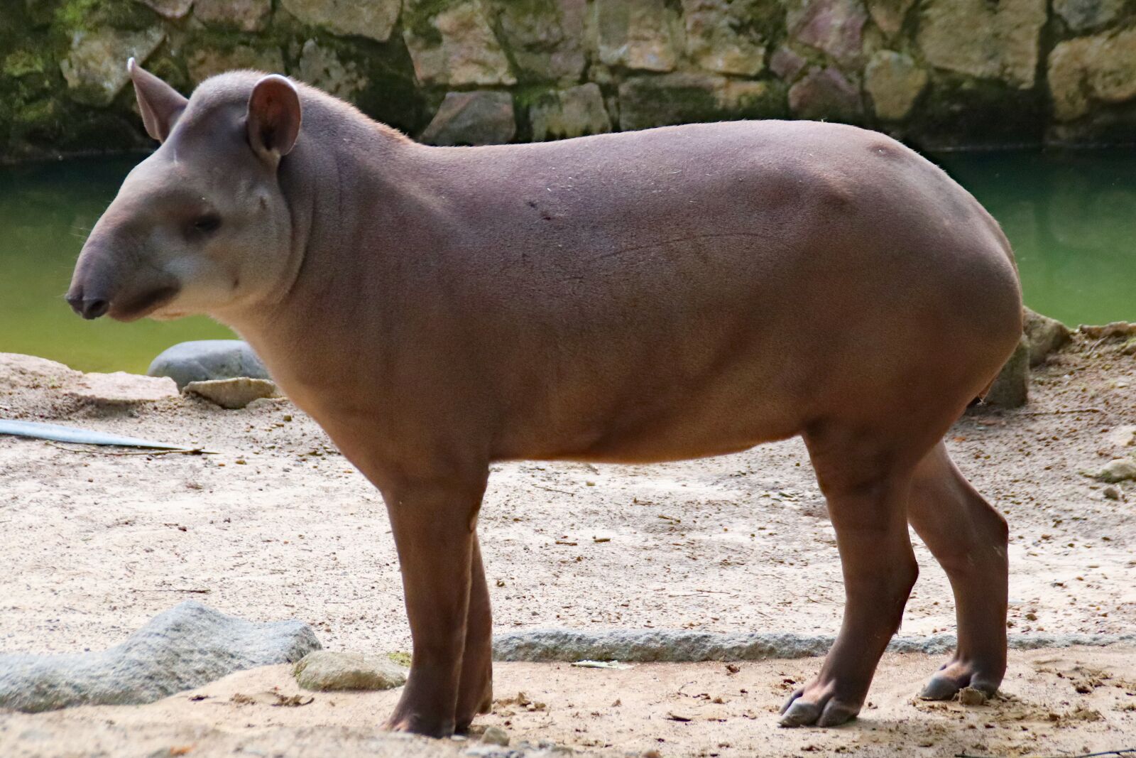 Canon EOS 77D (EOS 9000D / EOS 770D) sample photo. Tapir, the south american photography