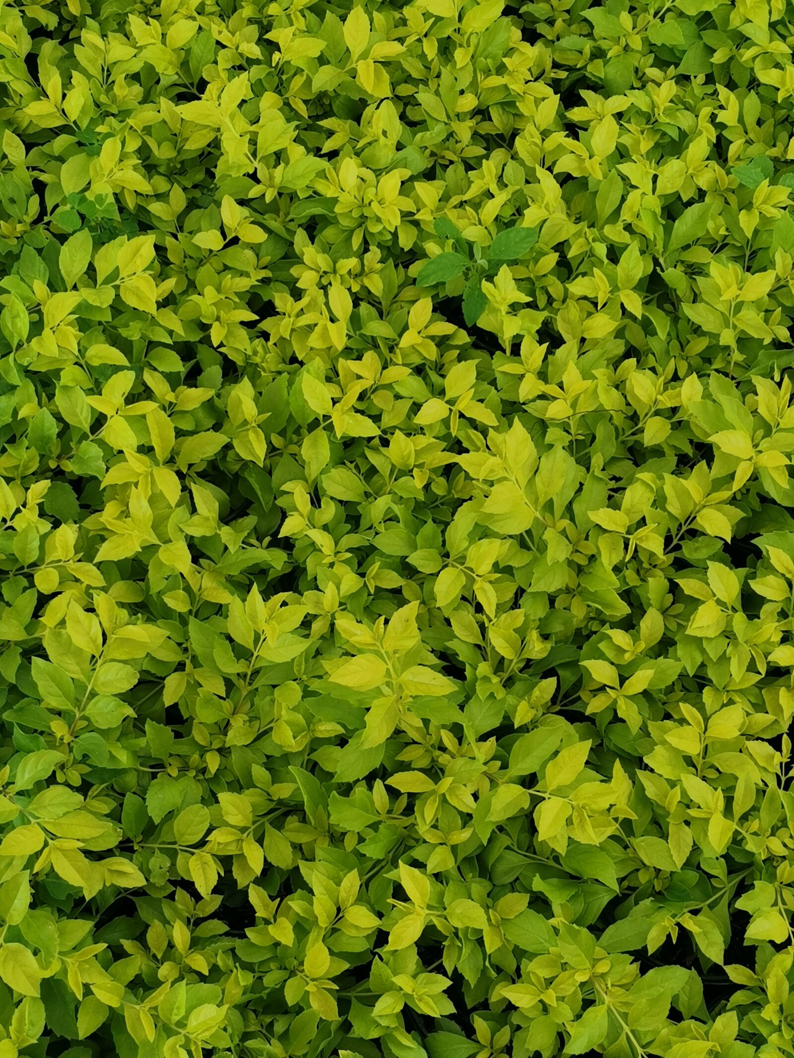 HUAWEI YAL-L21 sample photo. Naturaleza, verde, plantas photography