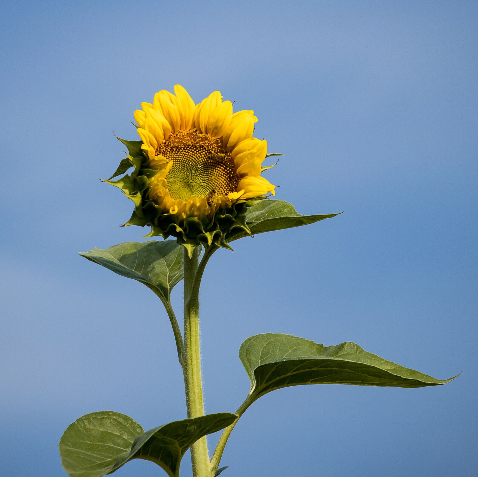 Canon EF-S 55-250mm F4-5.6 IS STM sample photo. Sunflower, plant, blossom photography