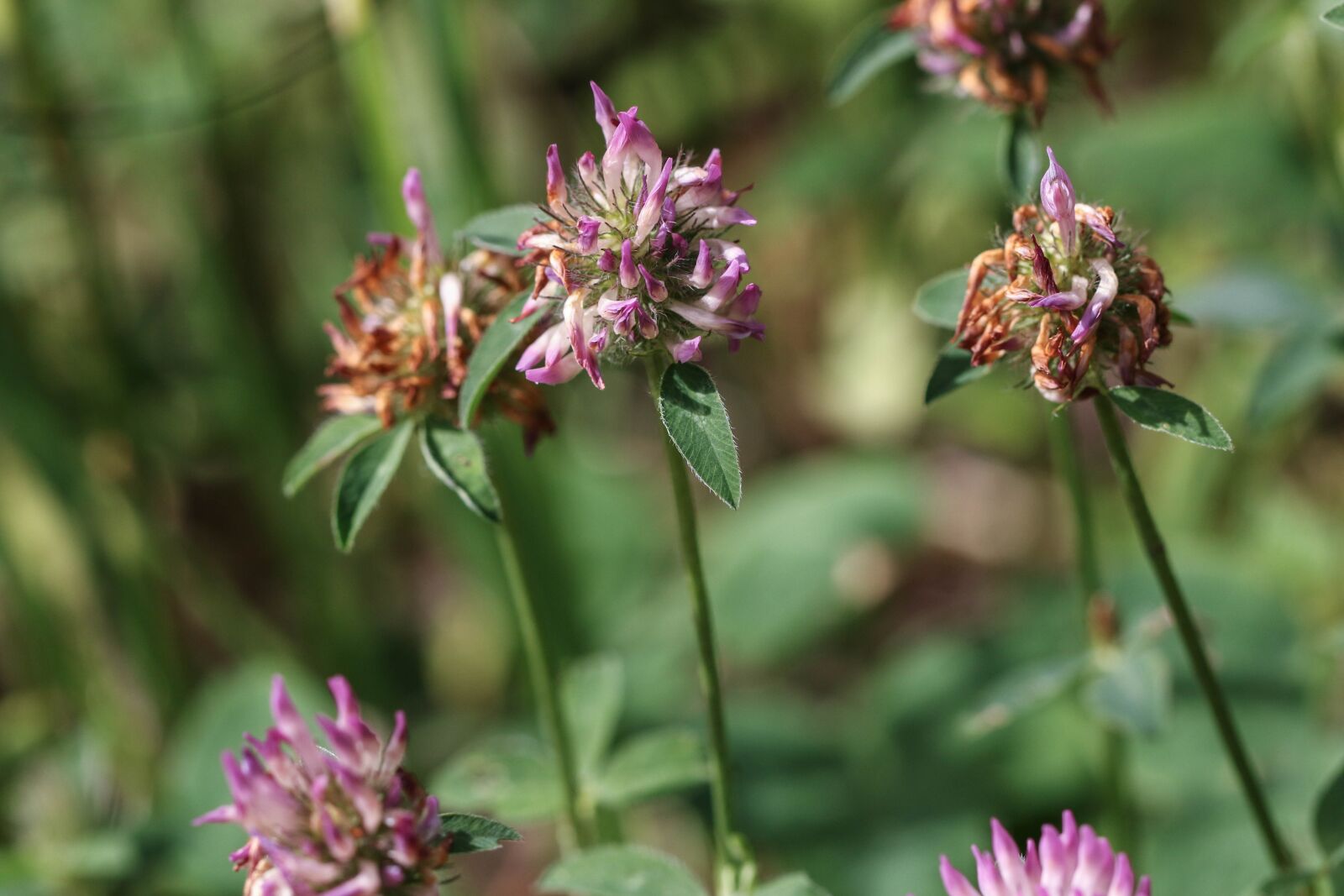 Canon EOS 7D Mark II sample photo. Flower, summer, nature photography