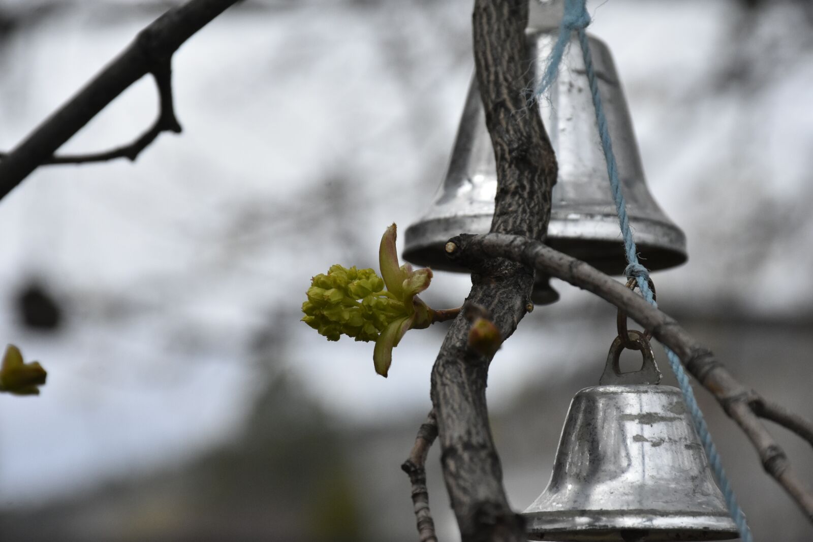 Nikon D7200 sample photo. Maple tree, spring, growth photography