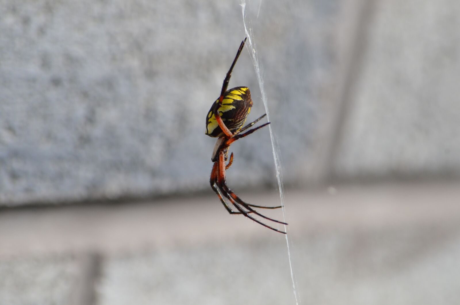 Nikon D7000 sample photo. Spider, bug, web photography
