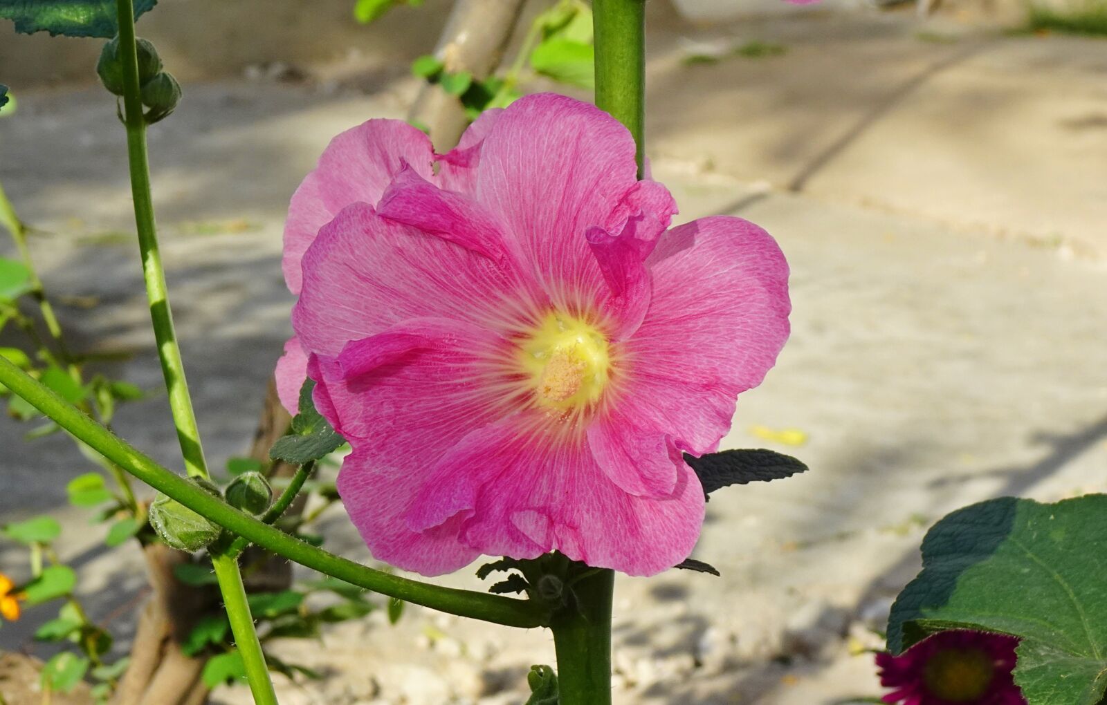 Sony DSC-WX800 sample photo. Flower, hollyhock, alcea photography
