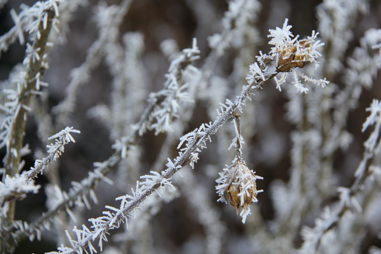 Canon EOS 550D (EOS Rebel T2i / EOS Kiss X4) sample photo. Frost, christmas, winter photography
