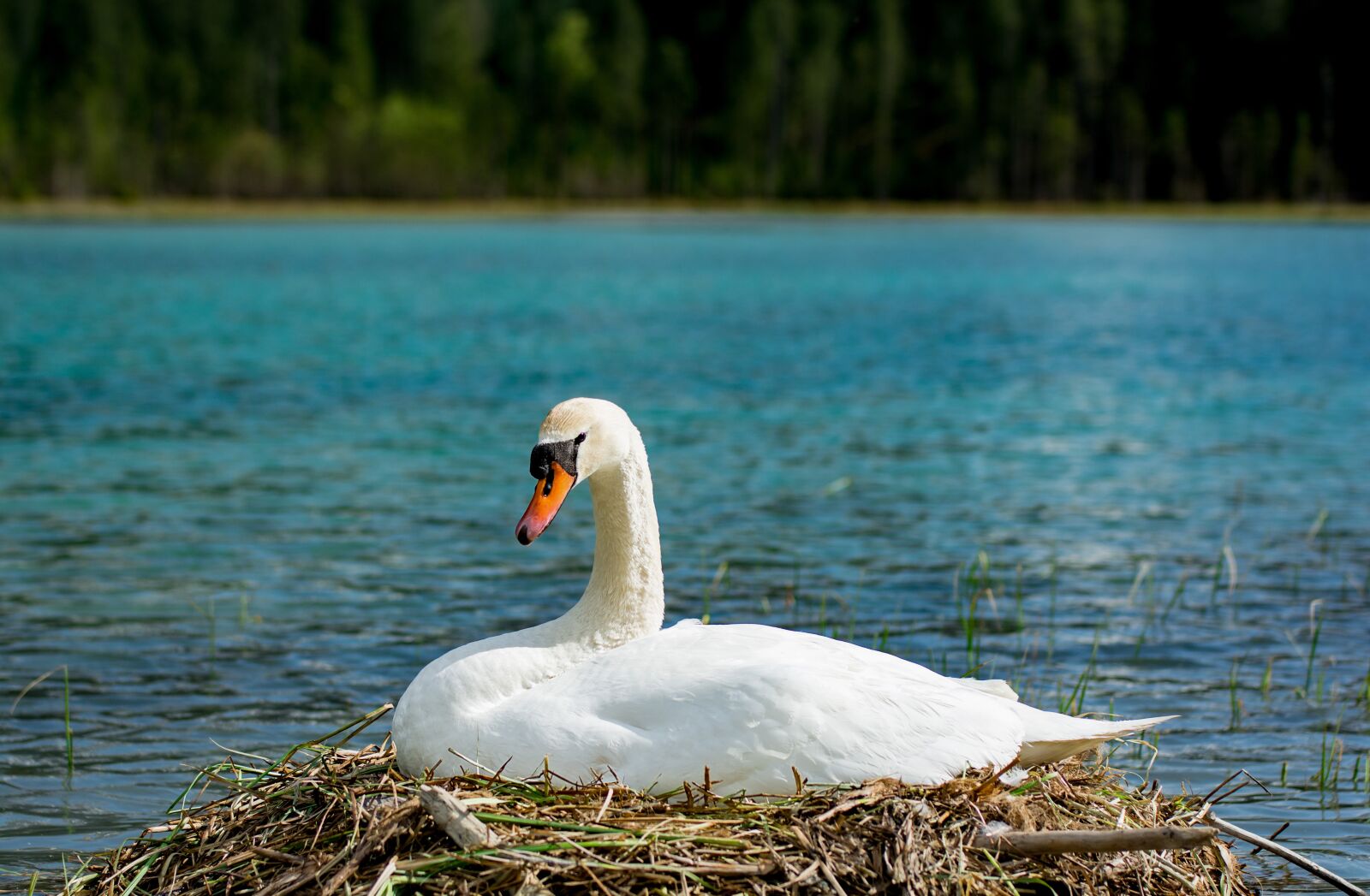 Nikon D7100 sample photo. Swan, breed, hunter lake photography