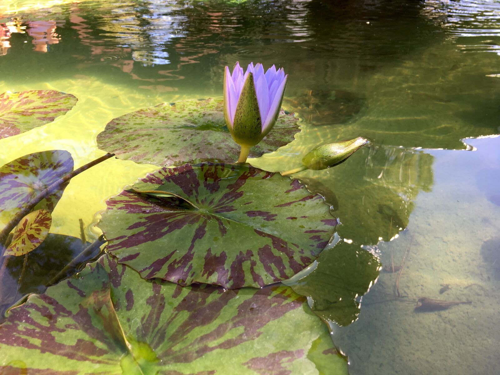 Apple iPhone 6s Plus sample photo. Waterlily, bloom, monet photography