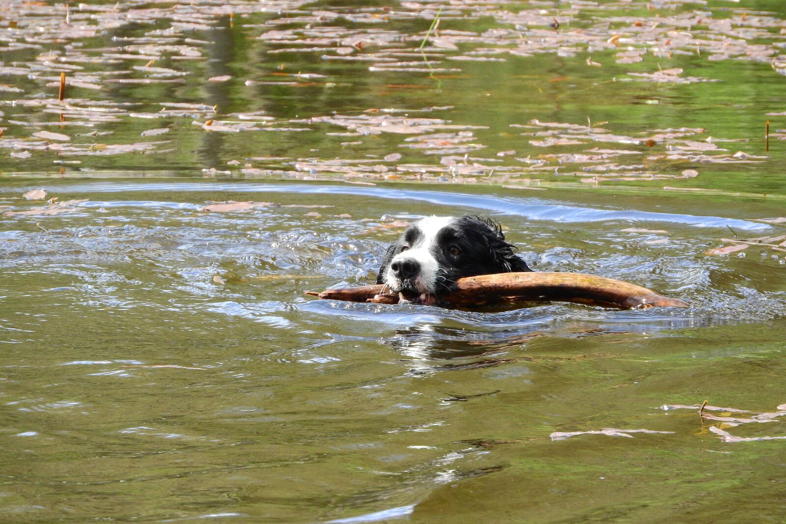 Nikon Coolpix P610 sample photo. Floating dog, border collie photography