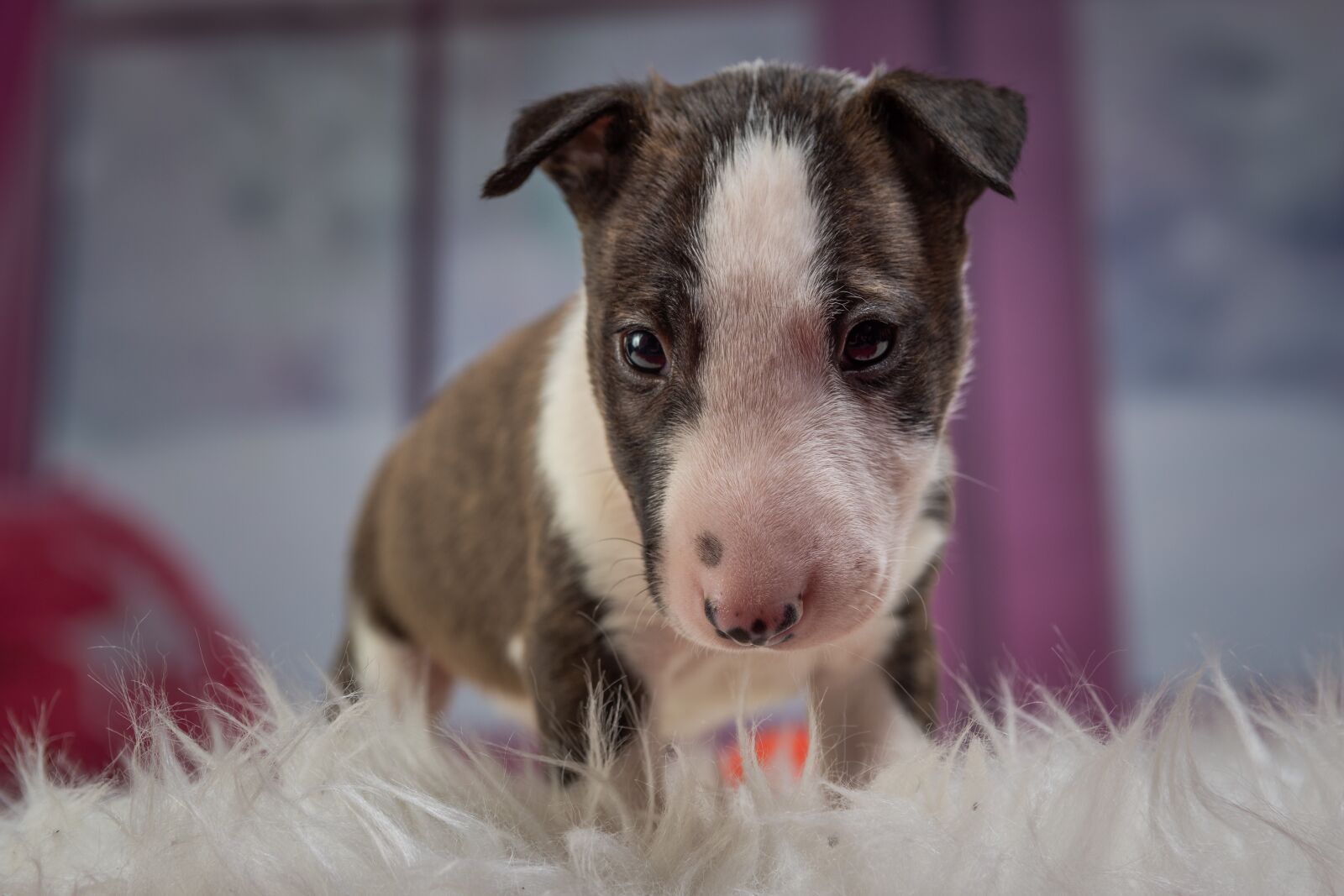 Nikon D7200 sample photo. Puppy, dog, animal photography