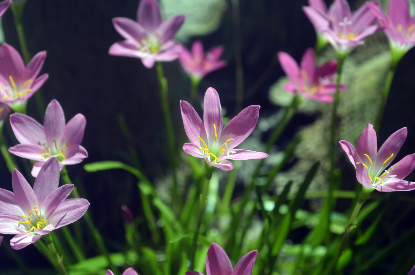 Nikon D5100 sample photo. Beautiful, flowers, flowers, pink photography