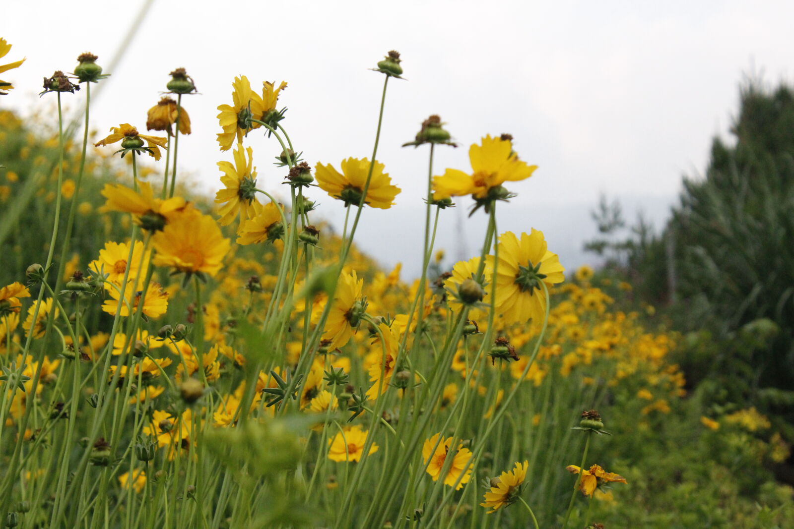Canon EOS 1300D (EOS Rebel T6 / EOS Kiss X80) sample photo. Aperture, aromatic, beautiful, flowers photography