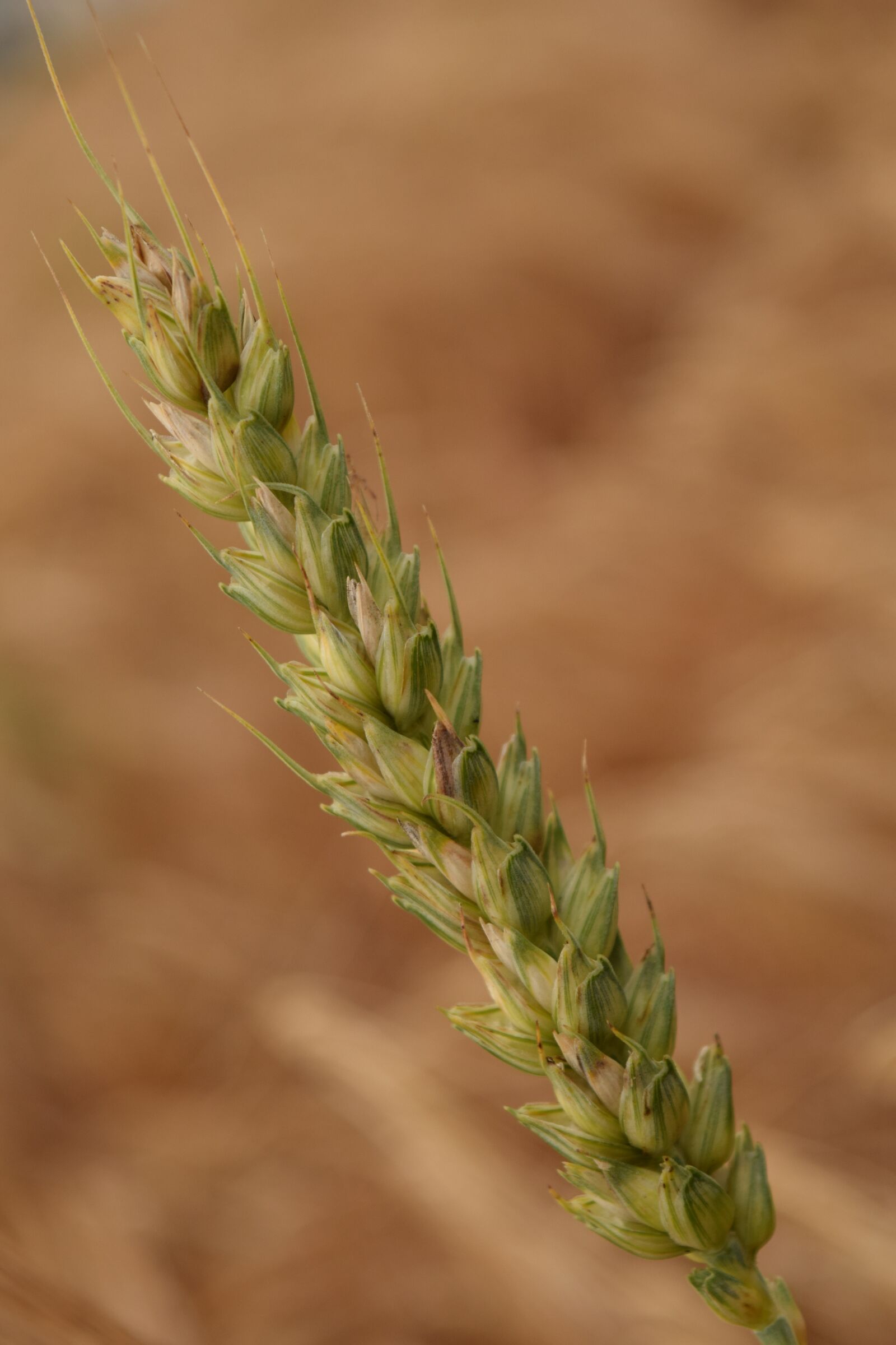 Nikon D3300 sample photo. Wheat, grain, close up photography