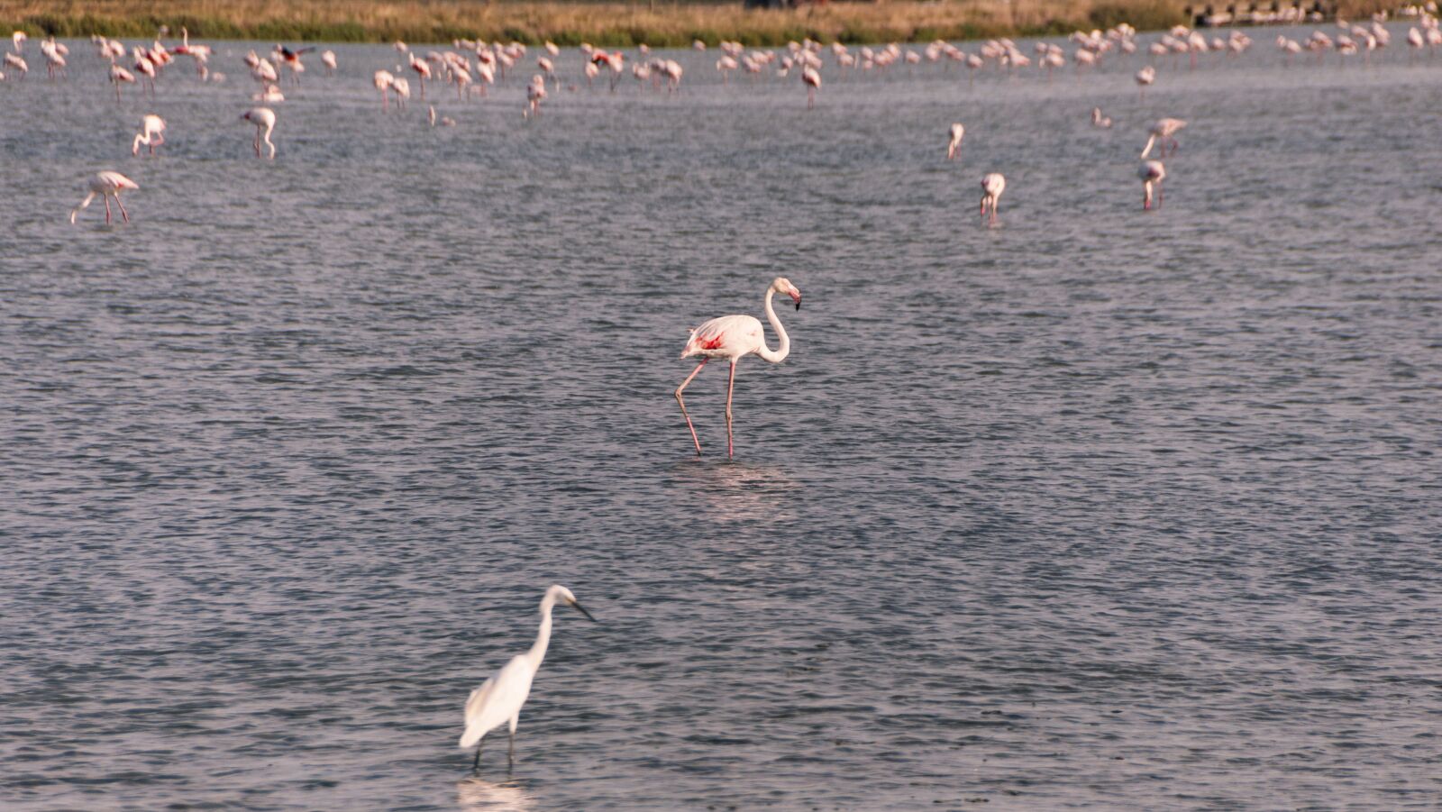 Nikon D90 sample photo. Flamingo, saline, sunset photography