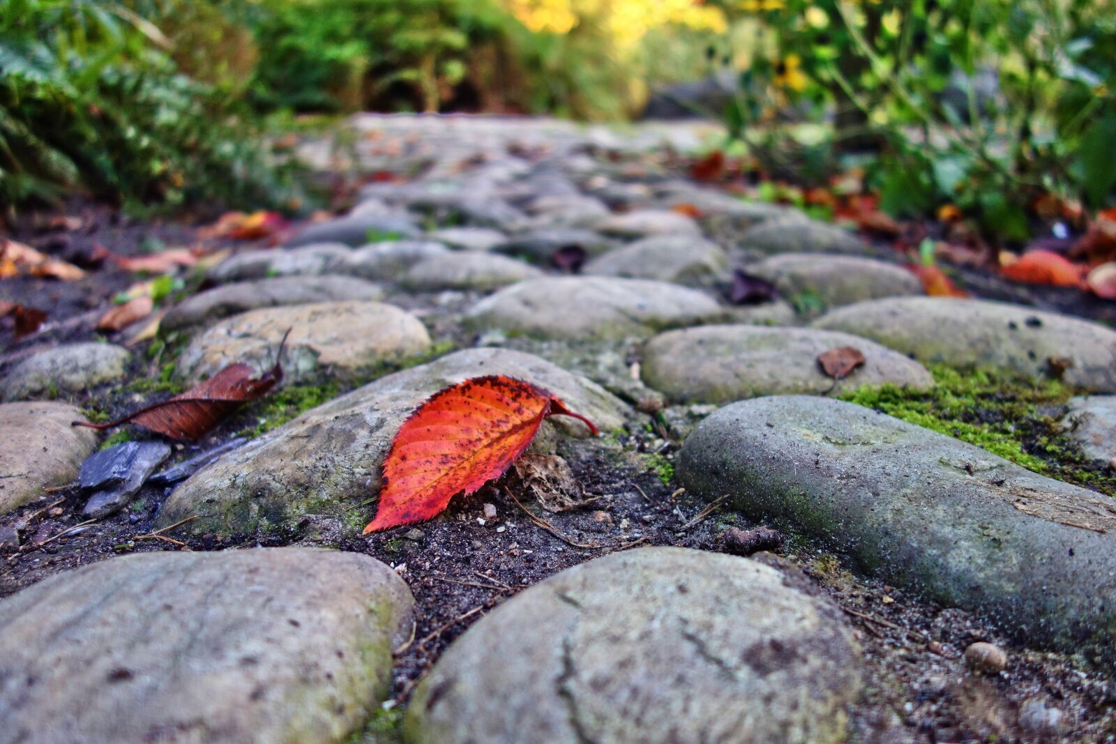 Sony Cyber-shot DSC-RX100 sample photo. Cobblestone, footpath, park photography