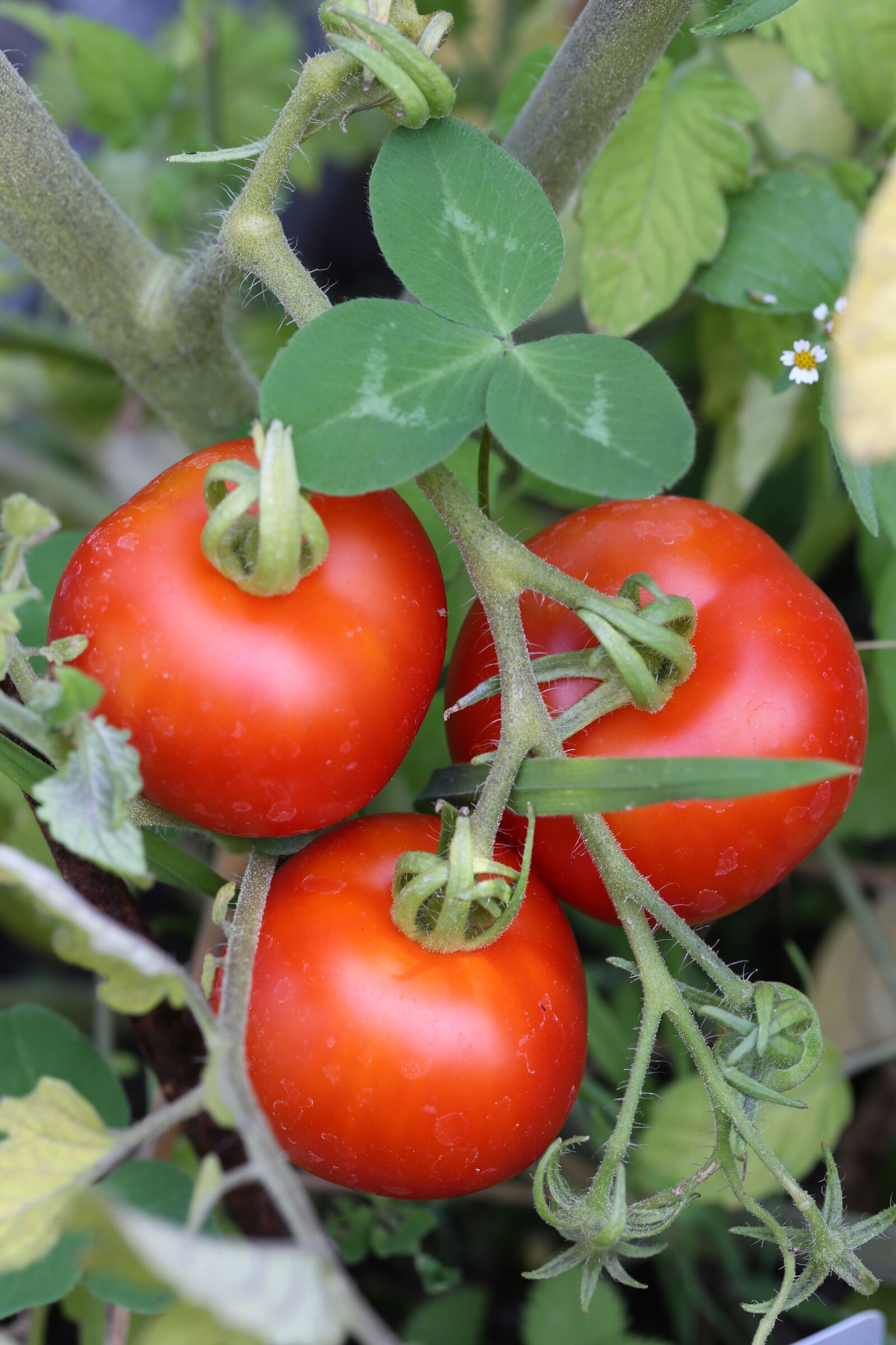 Canon EF 100mm F2.8L Macro IS USM sample photo. Tomatoes, garden, harvest photography