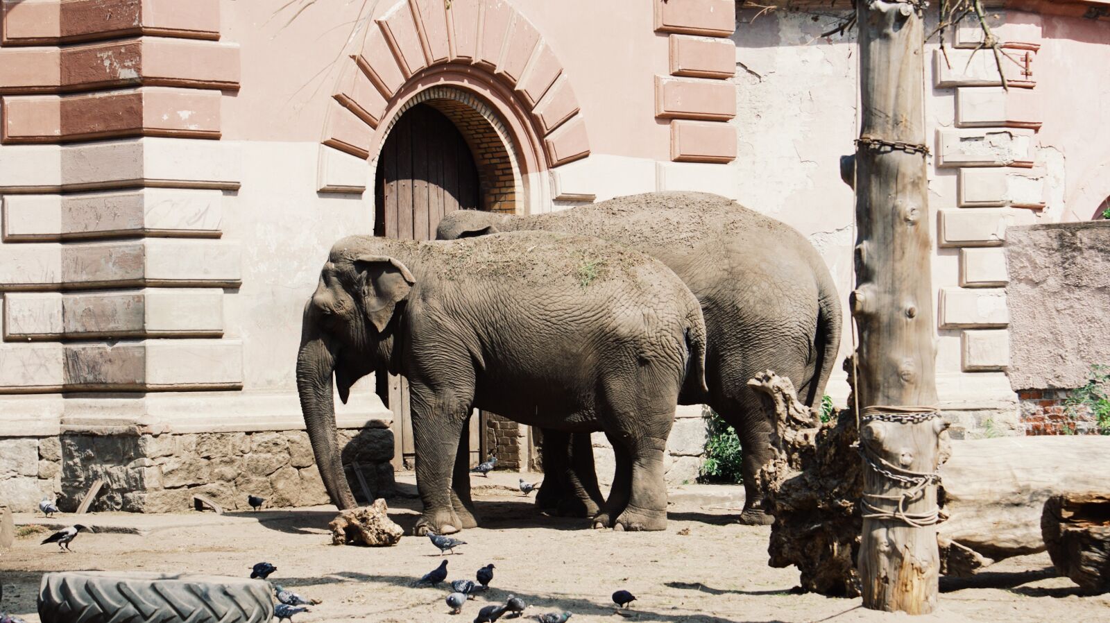 Sony SLT-A68 sample photo. Zoo, animals, elephants photography