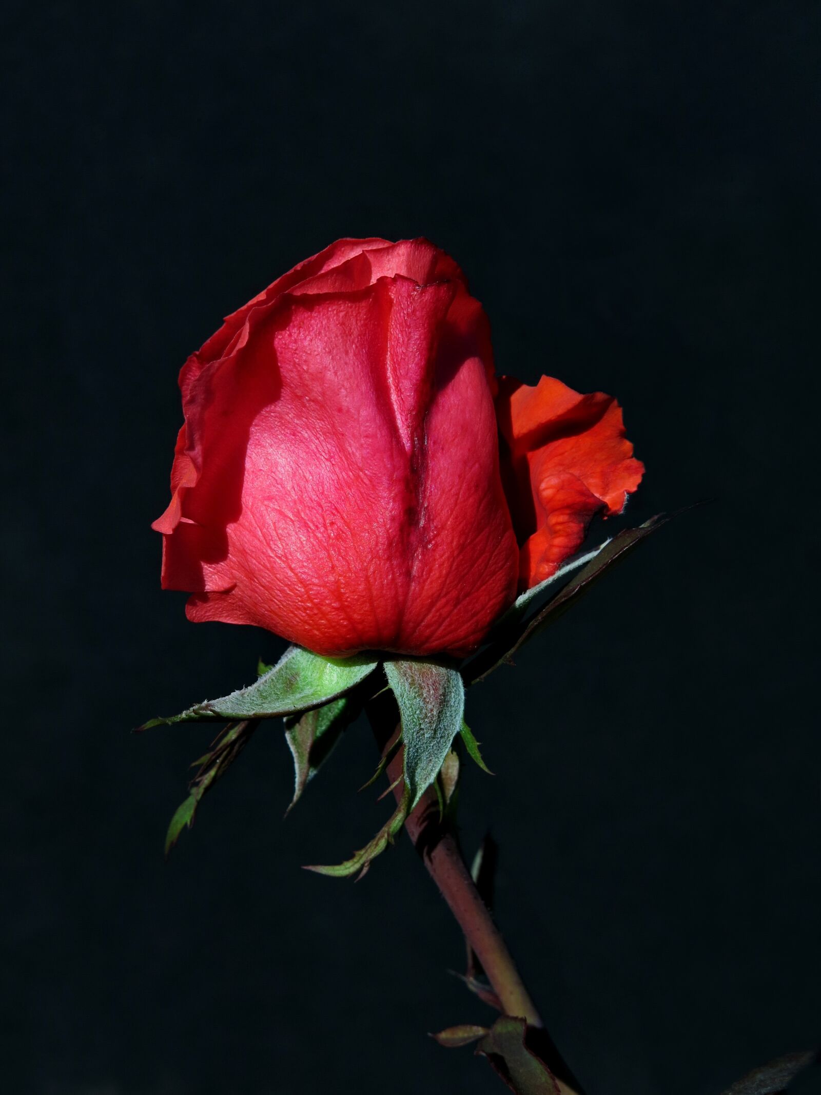 Canon PowerShot G15 sample photo. Rose, red, flower photography